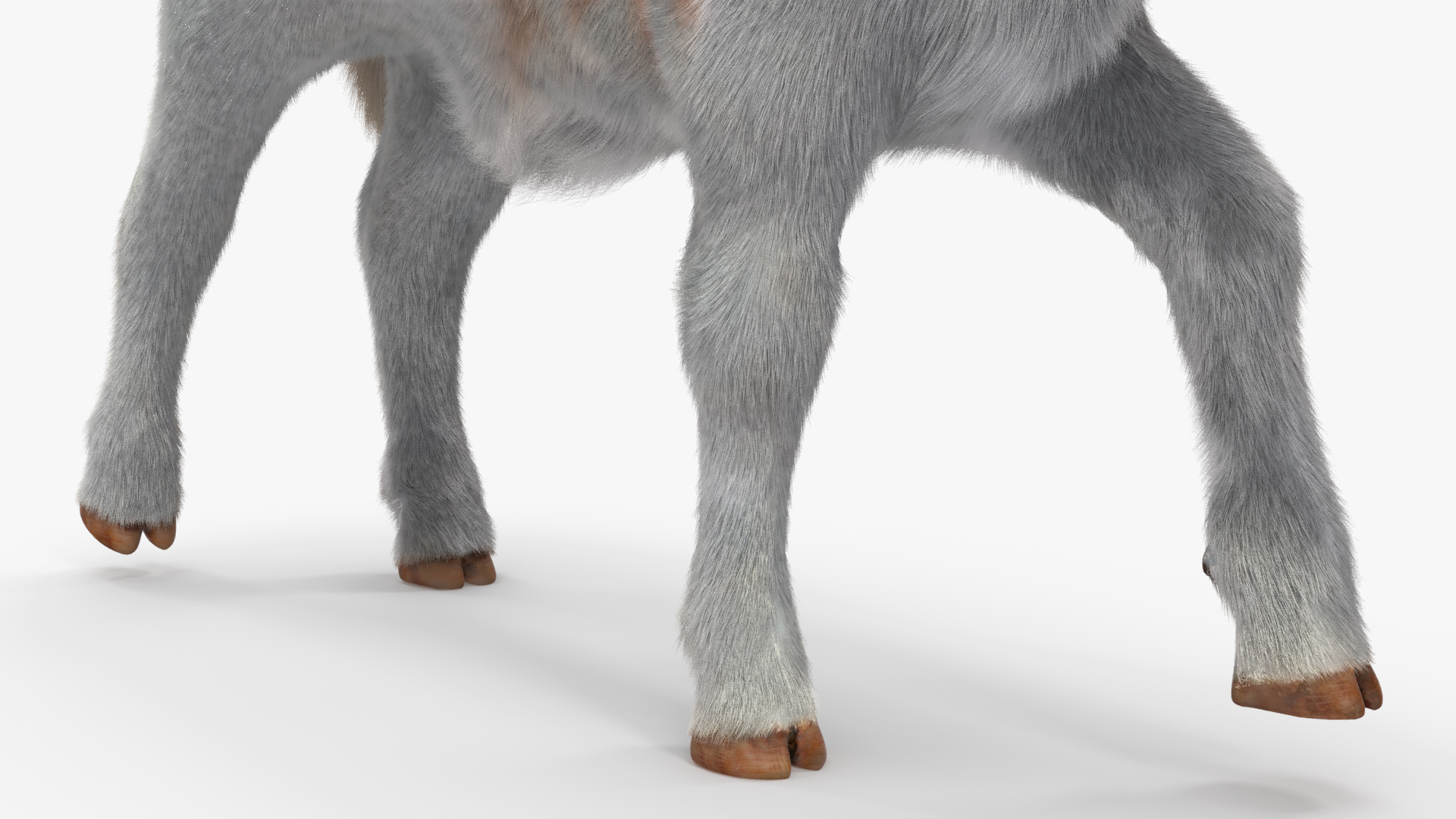 3D Cow Calf in Walking Pose Fur model