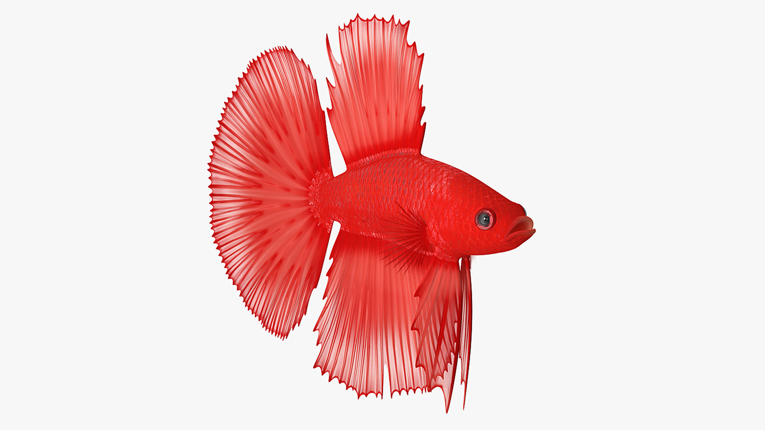 3D model Red Crowntail Betta Fish Rigged for Maya