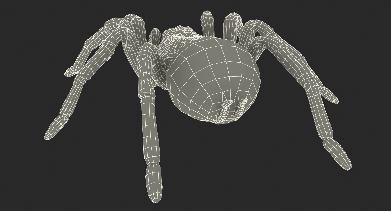 Goliath Birdeater Rigged 3D model