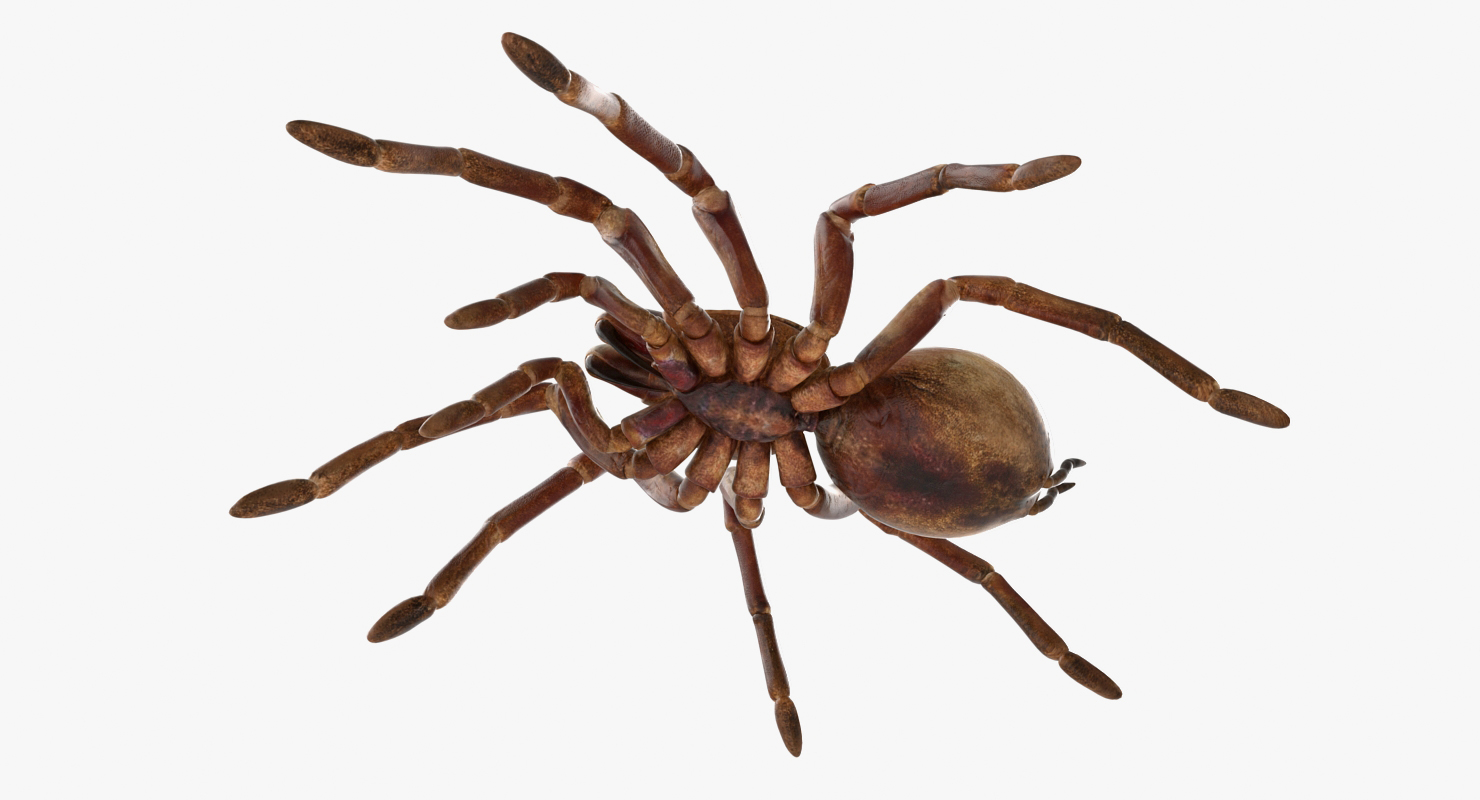Goliath Birdeater Rigged 3D model