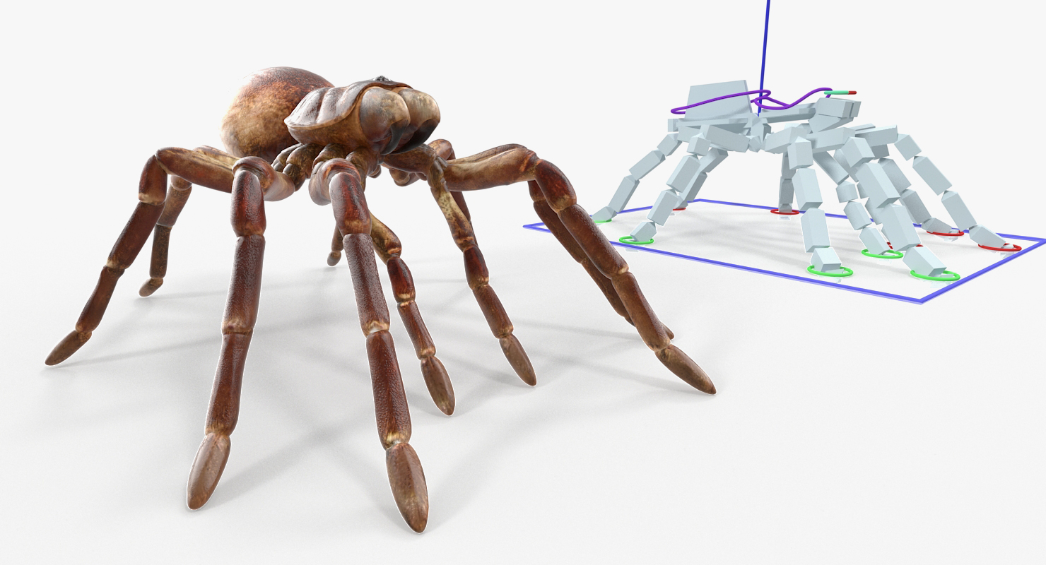 Goliath Birdeater Rigged 3D model