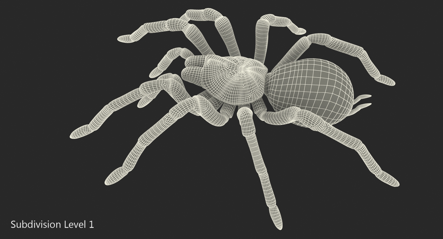 Goliath Birdeater Rigged 3D model