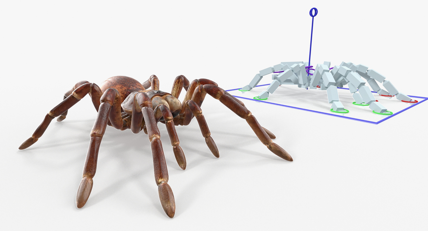 Goliath Birdeater Rigged 3D model