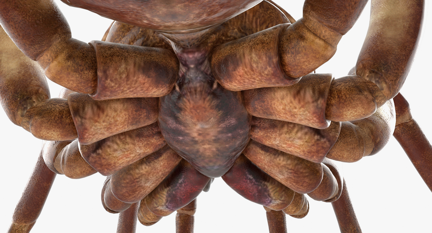 Goliath Birdeater Rigged 3D model