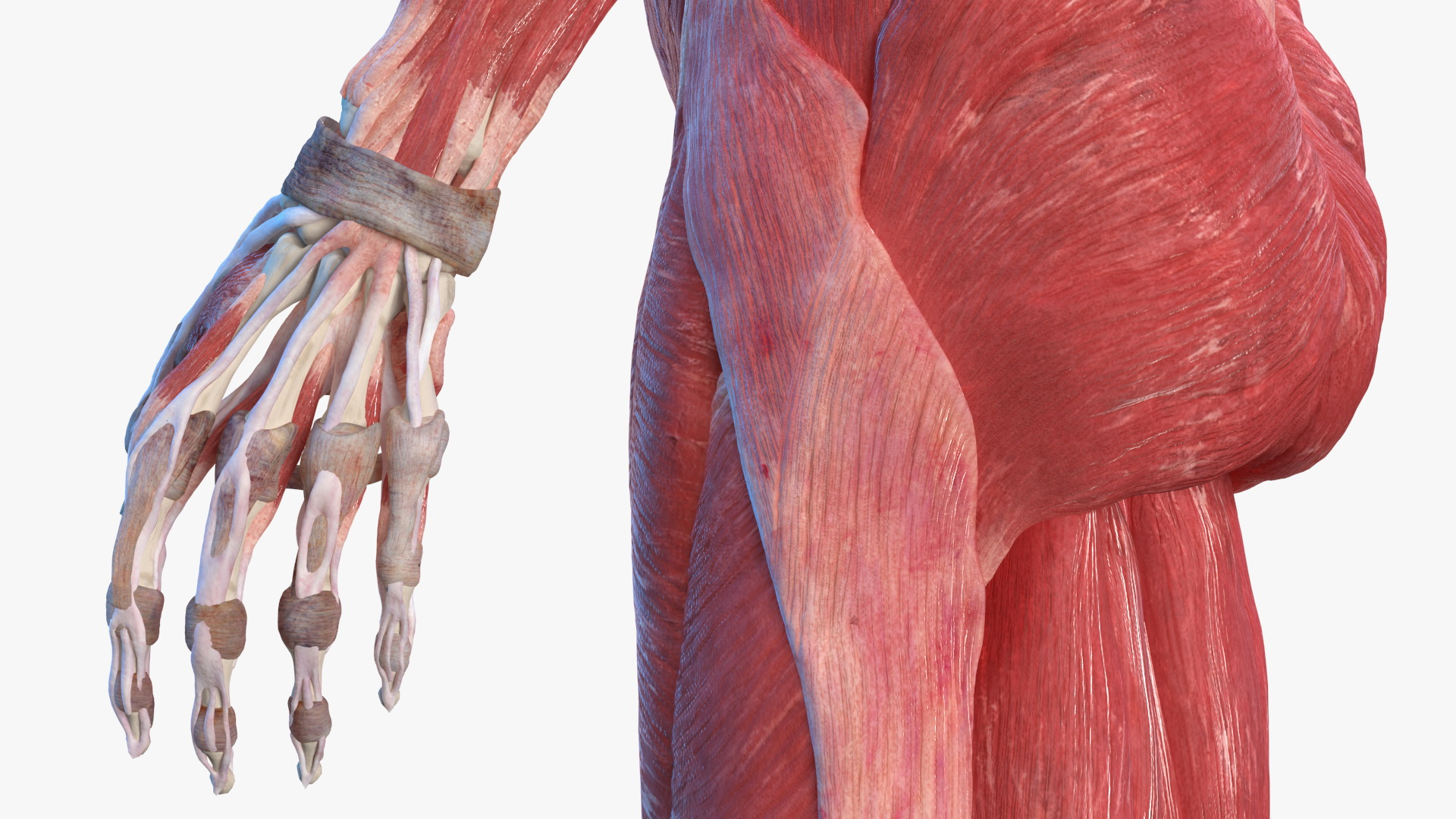 Female Musculoskeletal System Anatomy 3D