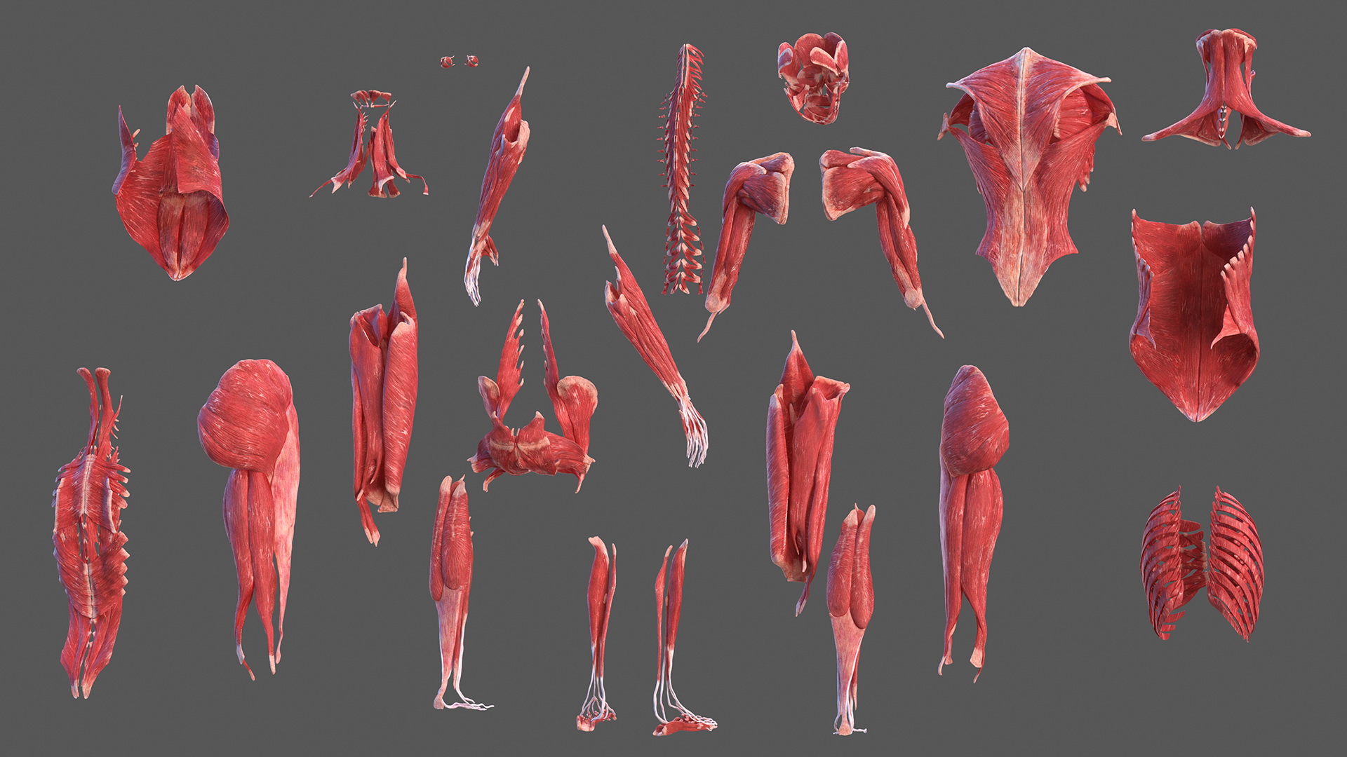 Female Musculoskeletal System Anatomy 3D