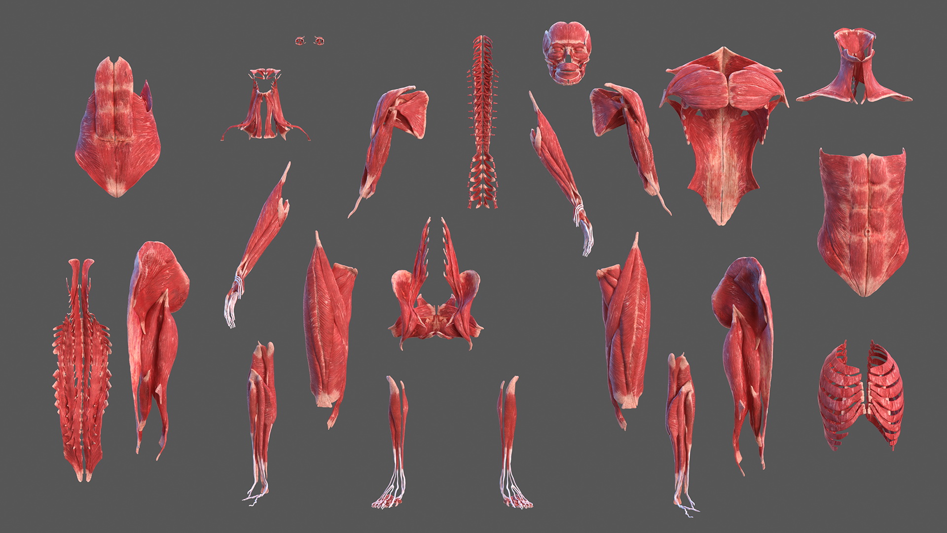 Female Musculoskeletal System Anatomy 3D