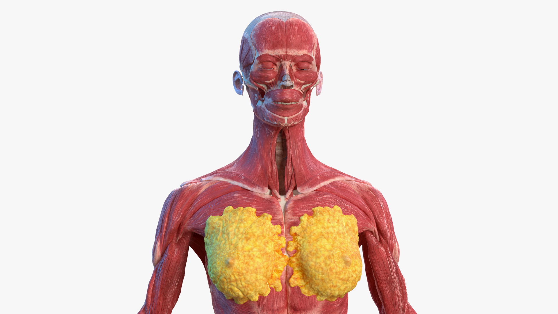 Female Musculoskeletal System Anatomy 3D