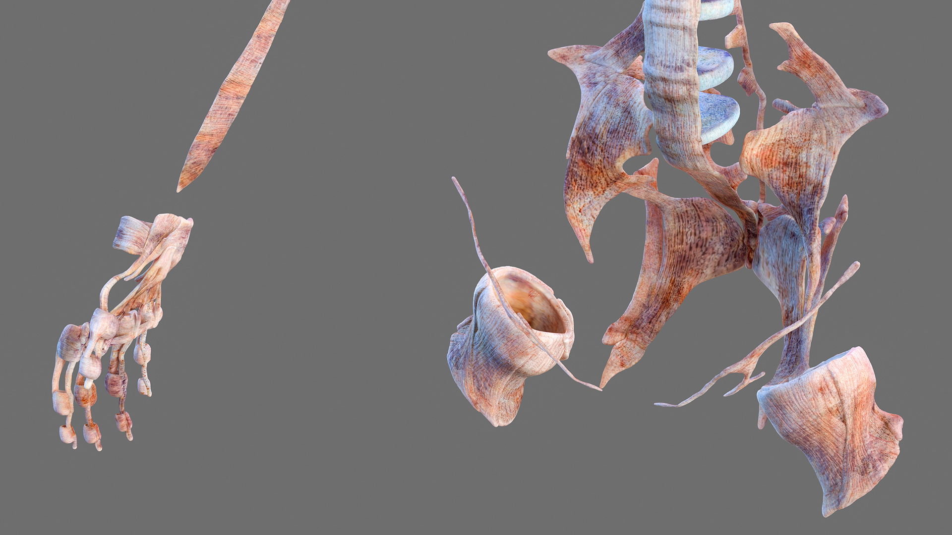 Female Musculoskeletal System Anatomy 3D