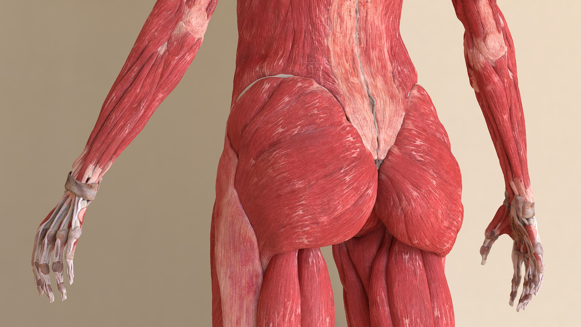 Female Musculoskeletal System Anatomy 3D