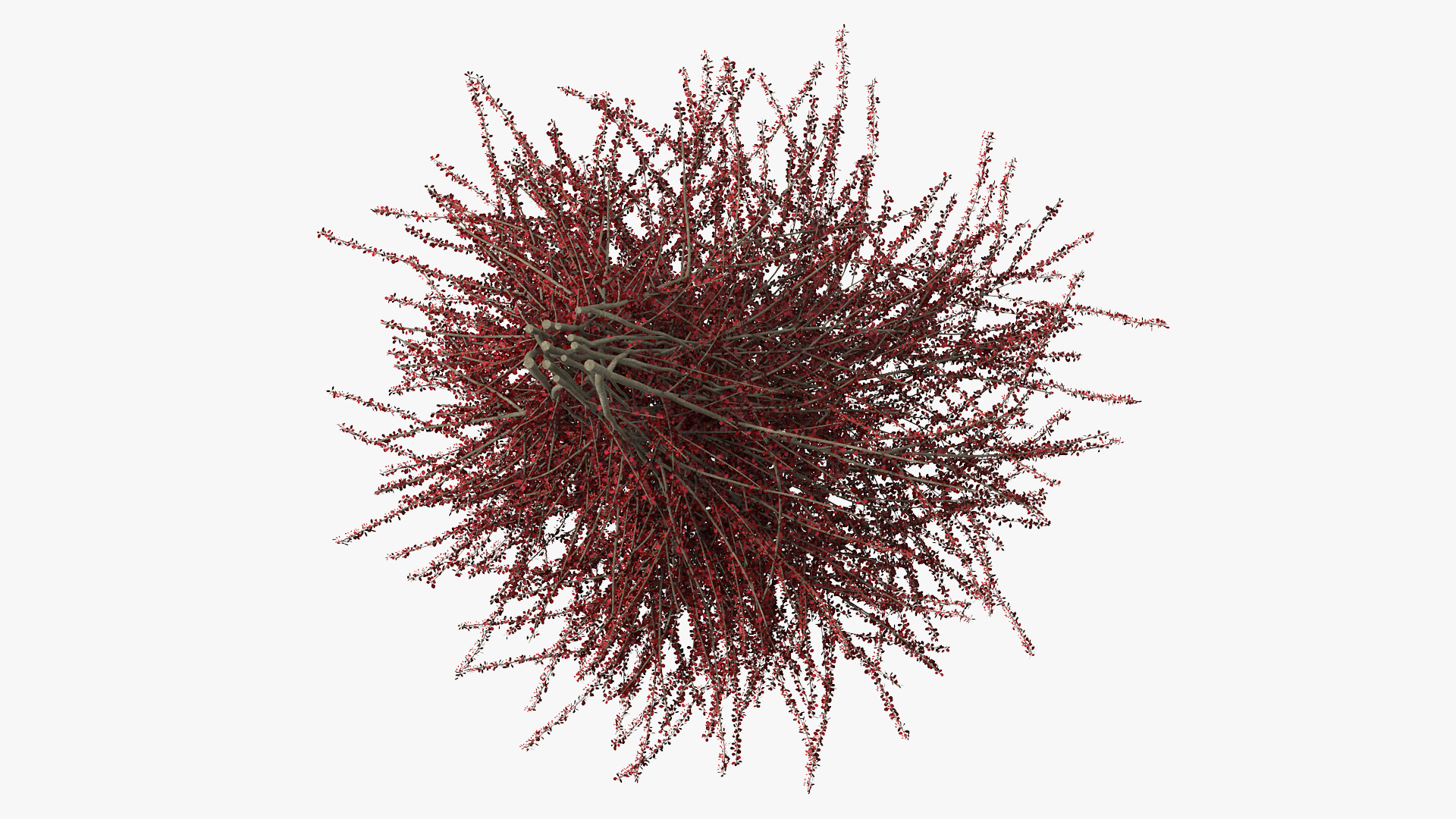 Barberry Bush Red with Fruits 3D model