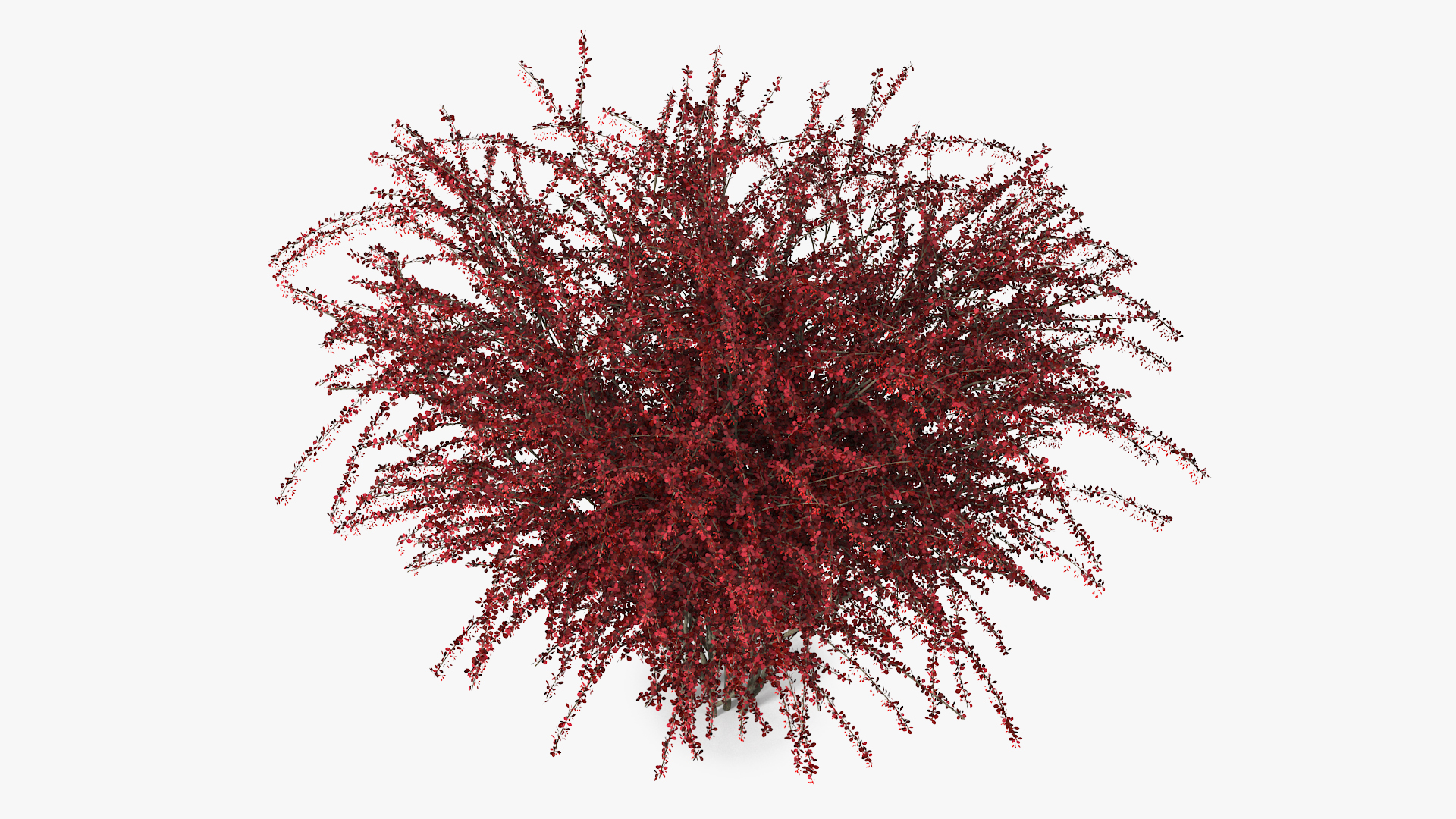 Barberry Bush Red with Fruits 3D model