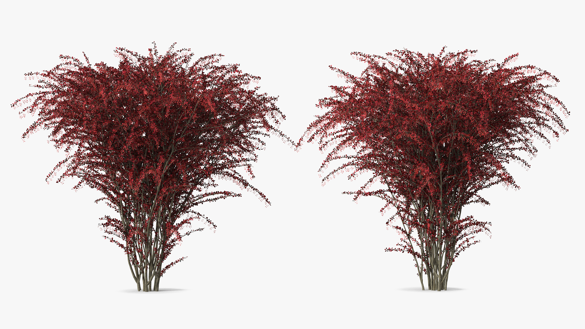 Barberry Bush Red with Fruits 3D model