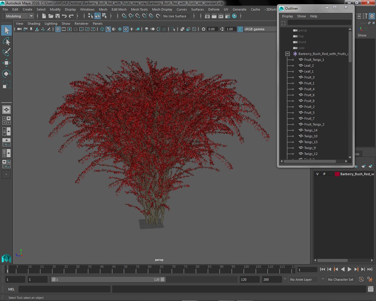 Barberry Bush Red with Fruits 3D model