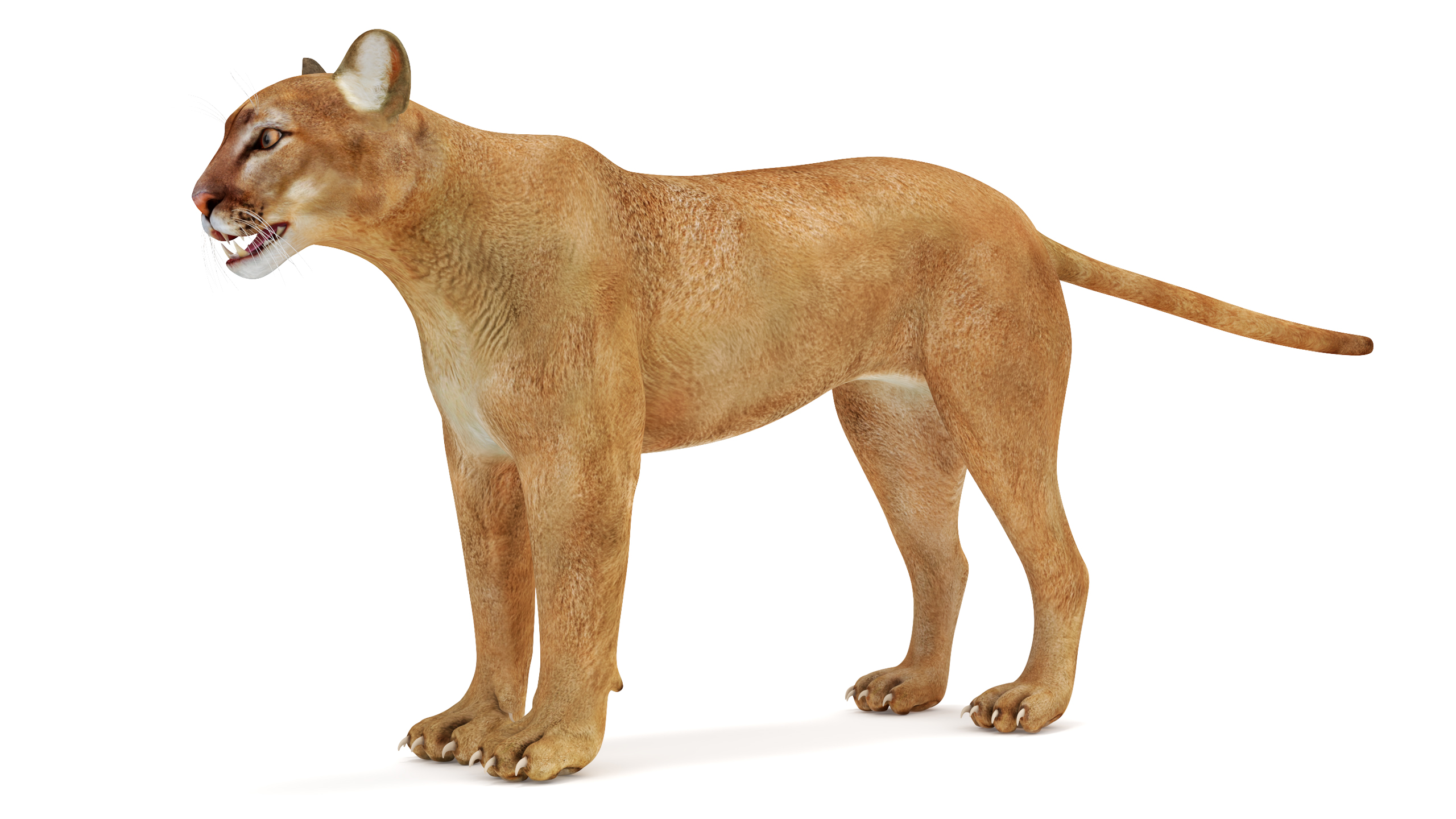 3D model Puma