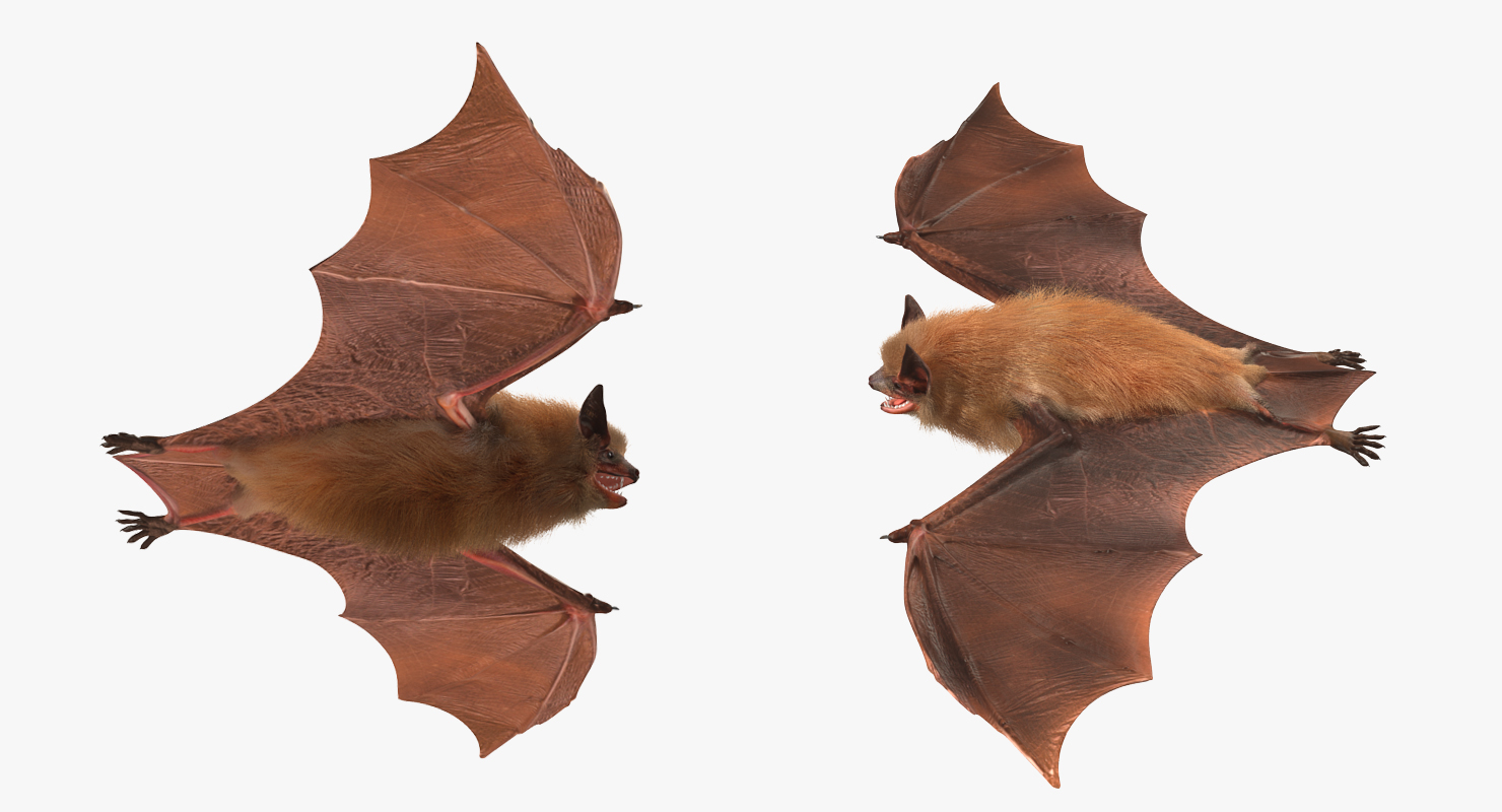 Bat with Fur 3D