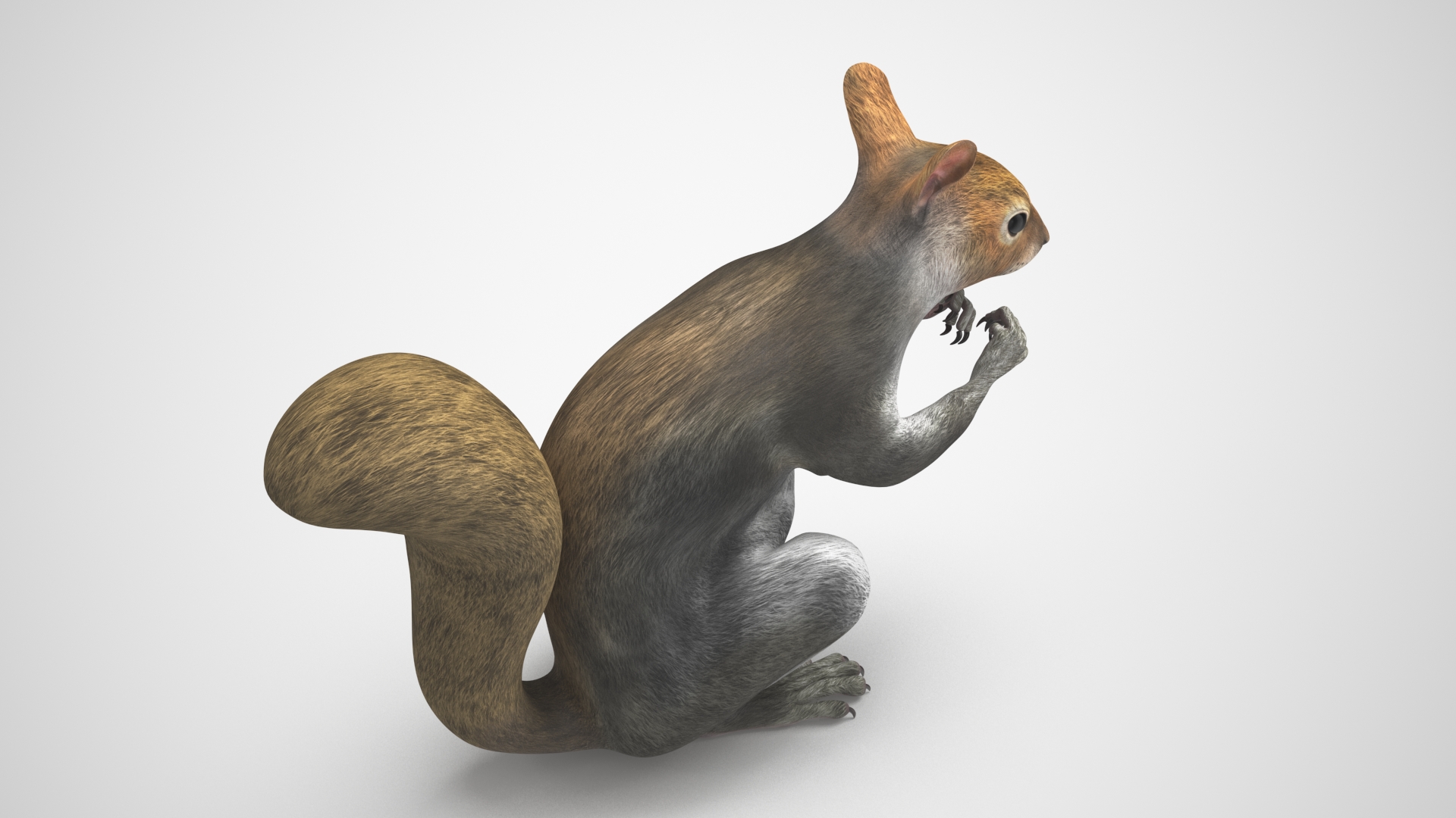 3D Gray Squirrel in a Sitting Pose