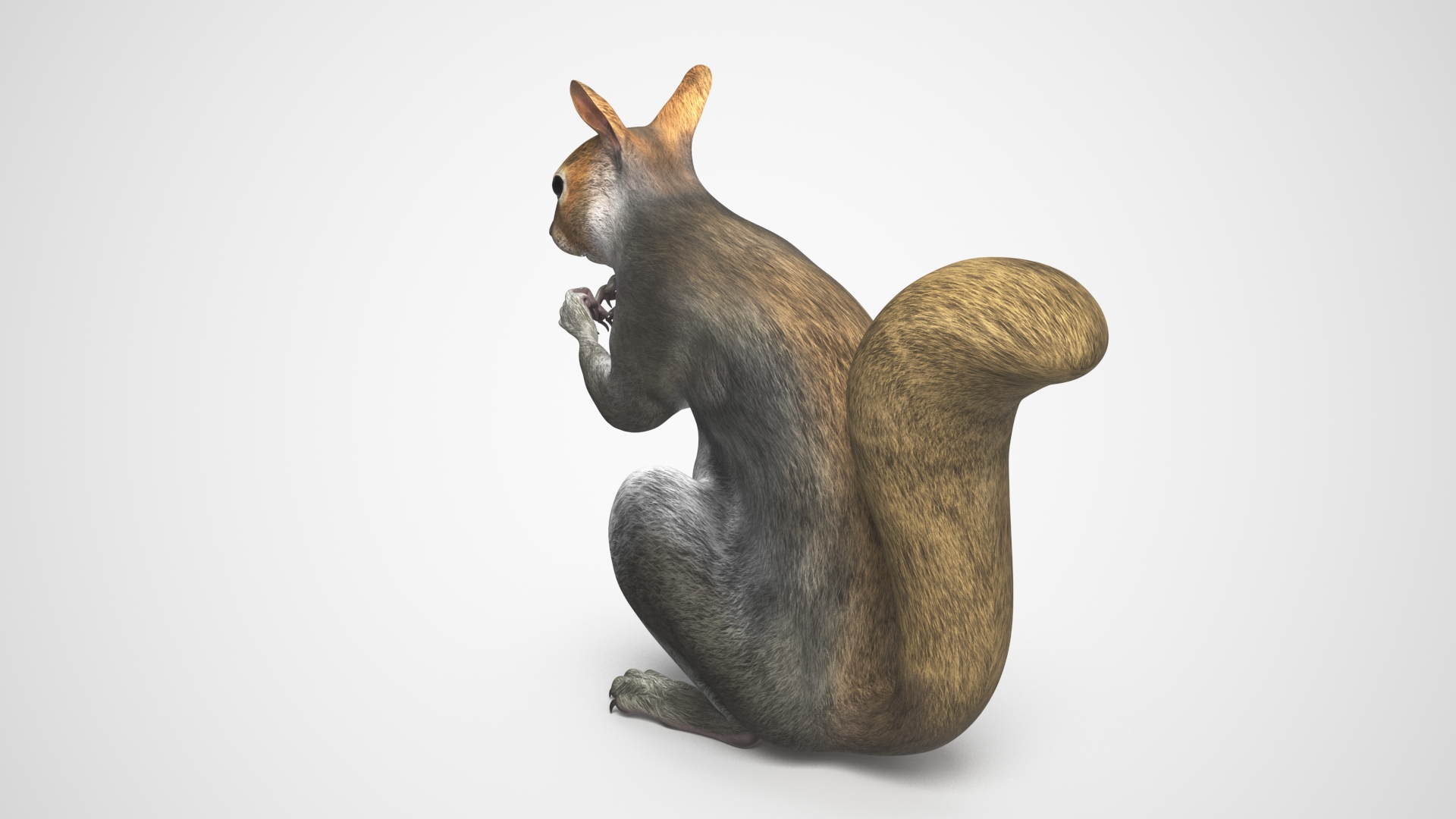 3D Gray Squirrel in a Sitting Pose