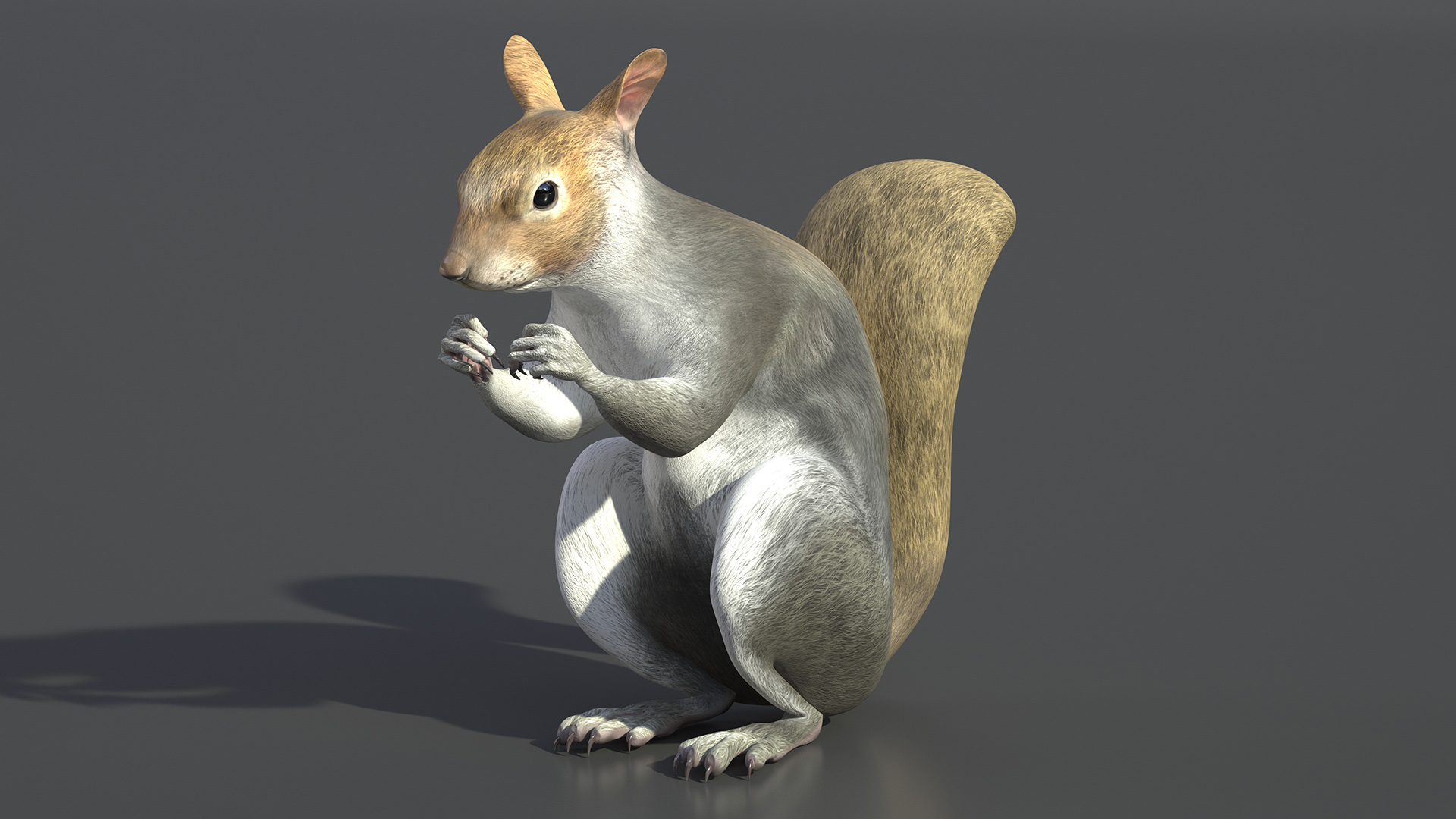 3D Gray Squirrel in a Sitting Pose