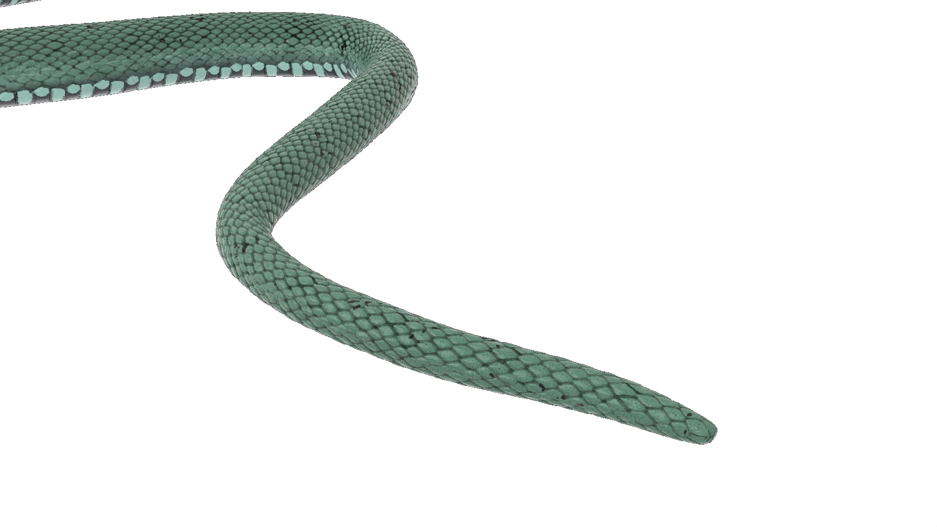 3D Water Snake Green Crawling