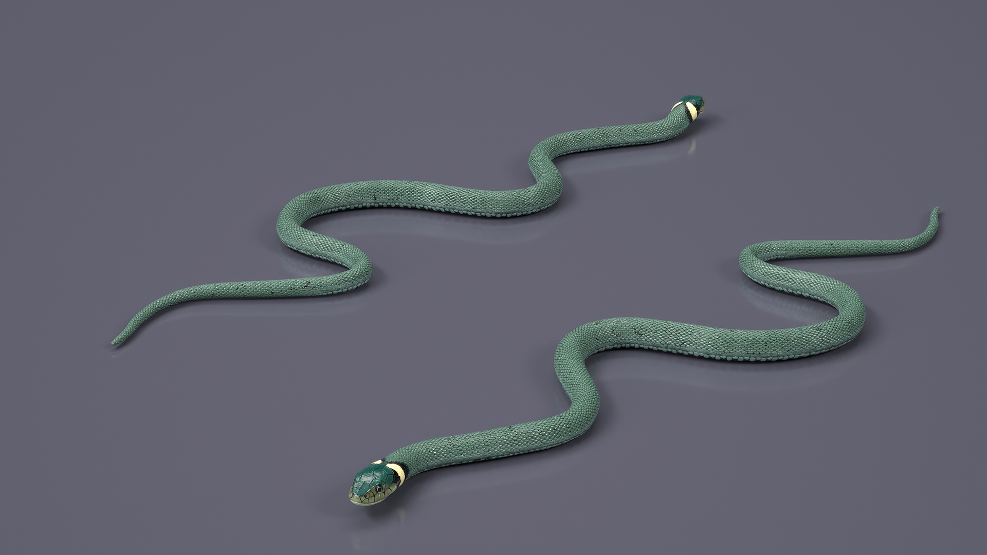 3D Water Snake Green Crawling