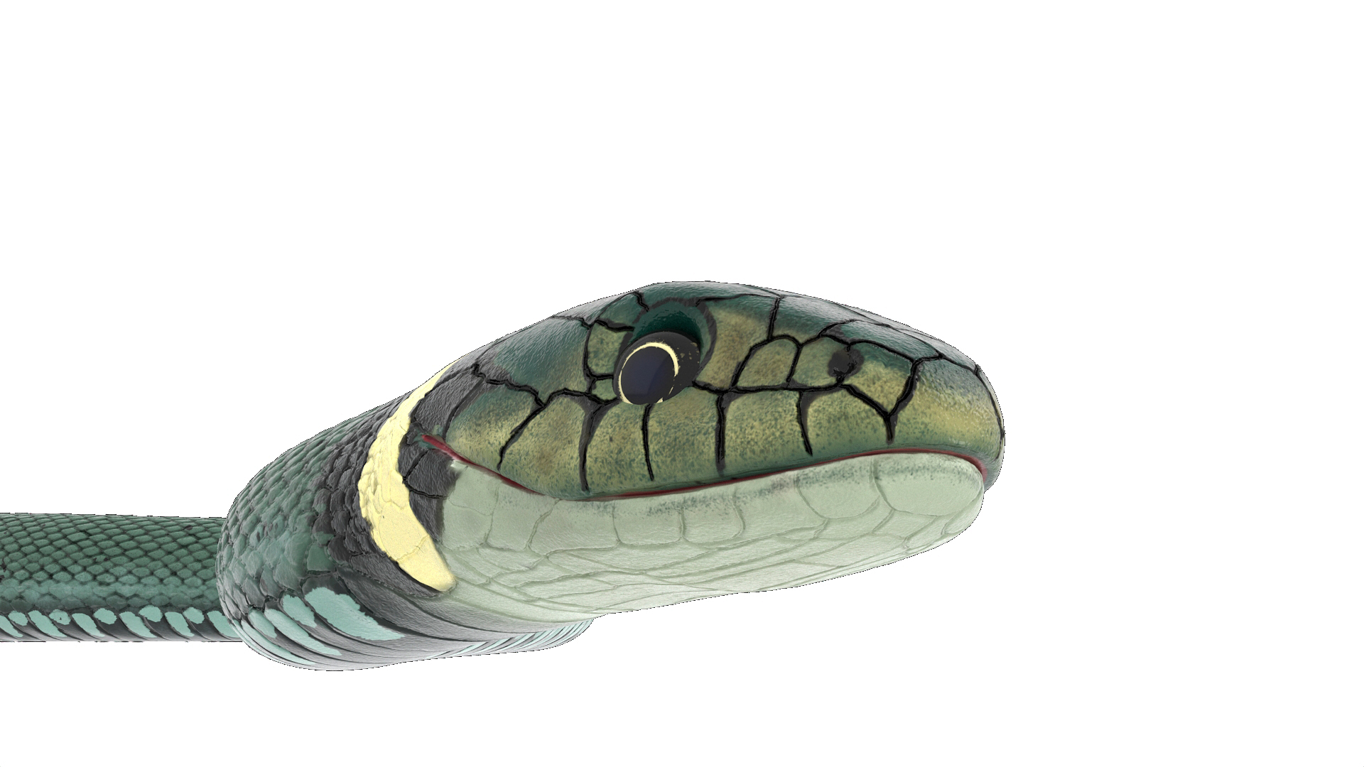 3D Water Snake Green Crawling