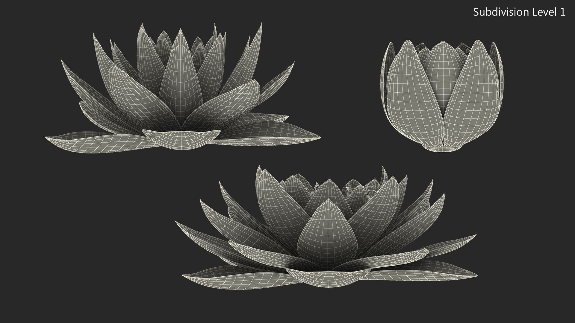 Nymphaea Siam Purple Set 3D model
