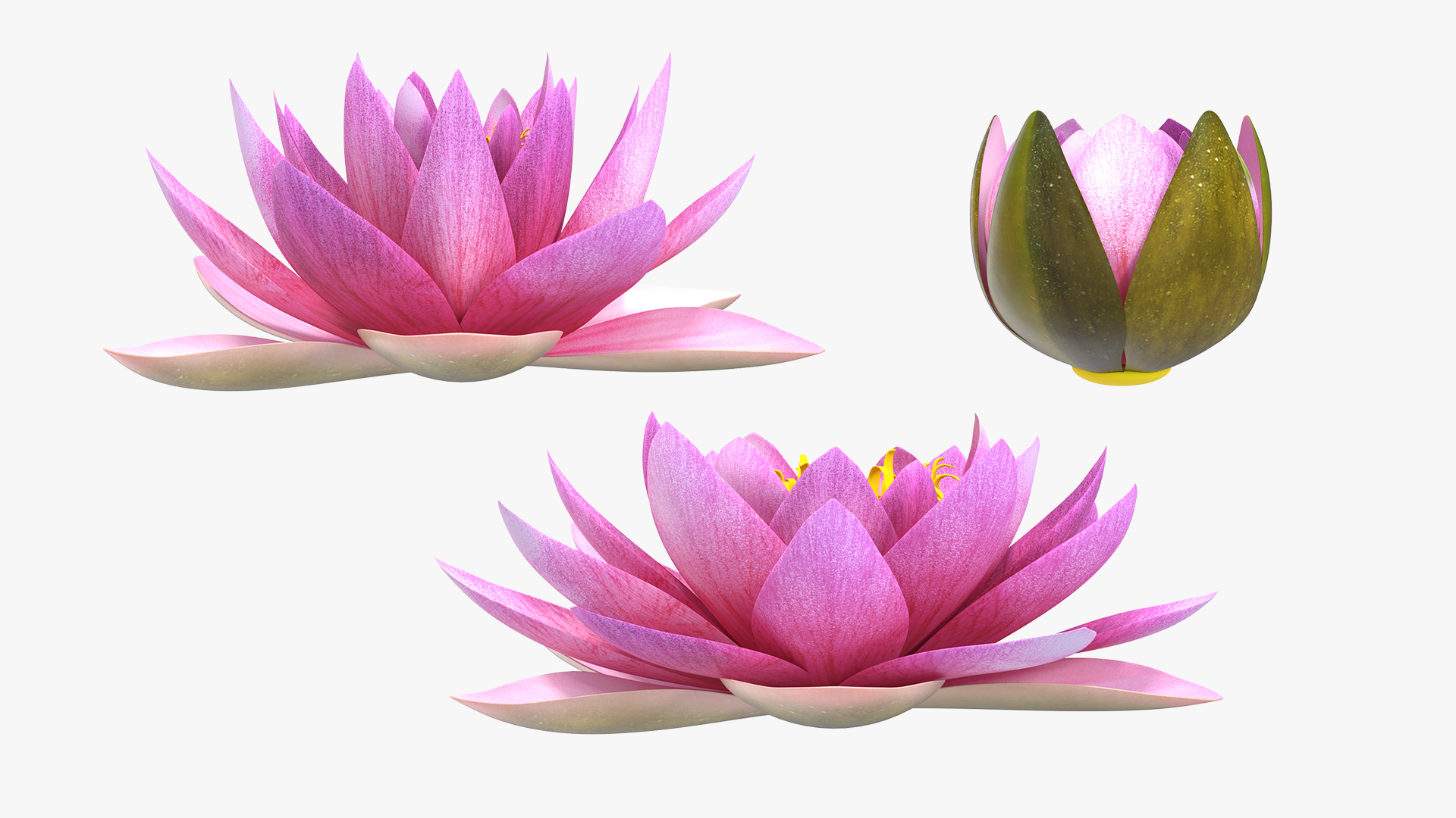 Nymphaea Siam Purple Set 3D model