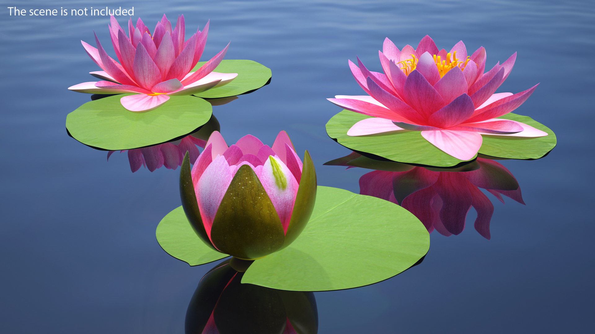 Nymphaea Siam Purple Set 3D model