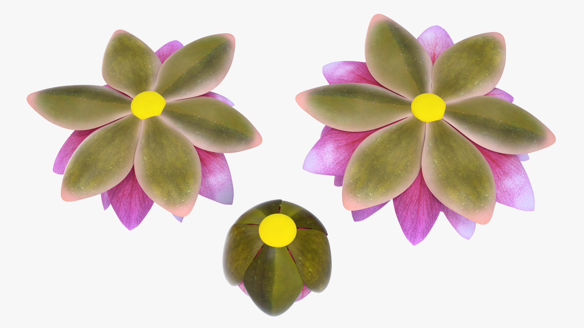 Nymphaea Siam Purple Set 3D model