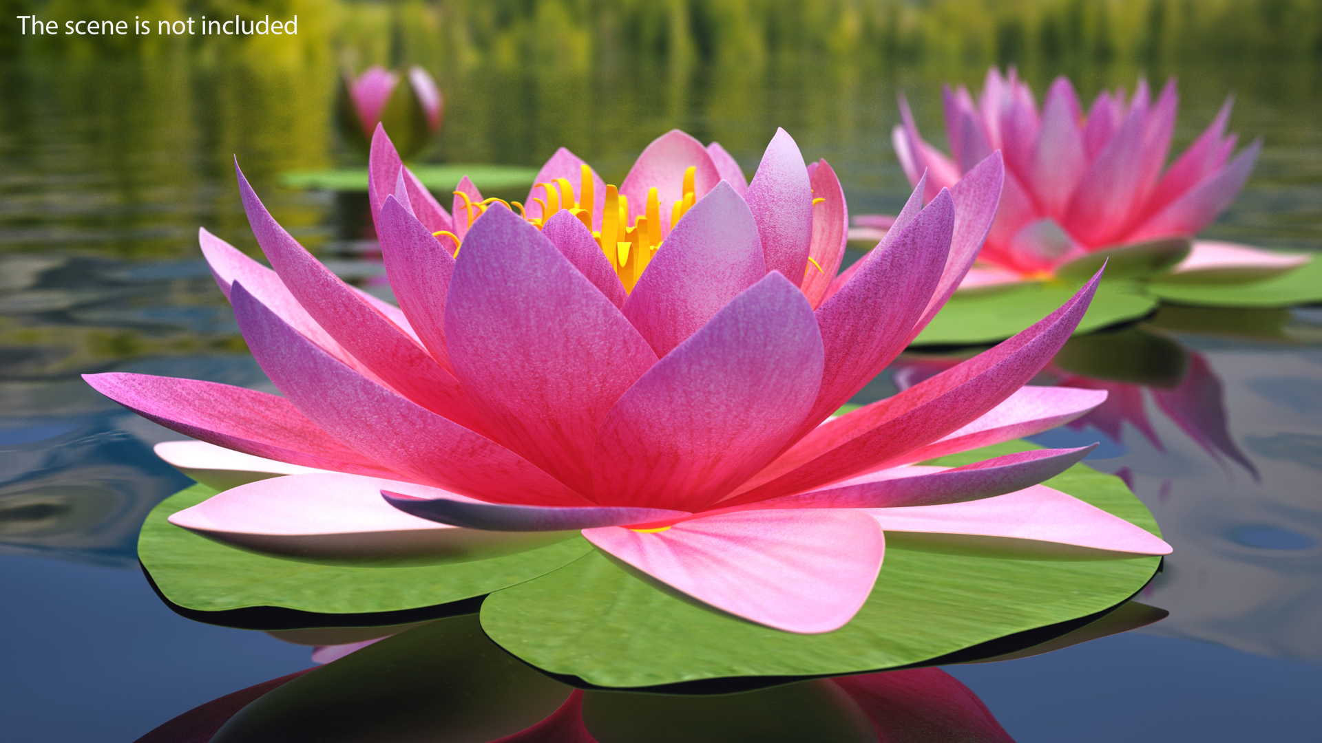 Nymphaea Siam Purple Set 3D model