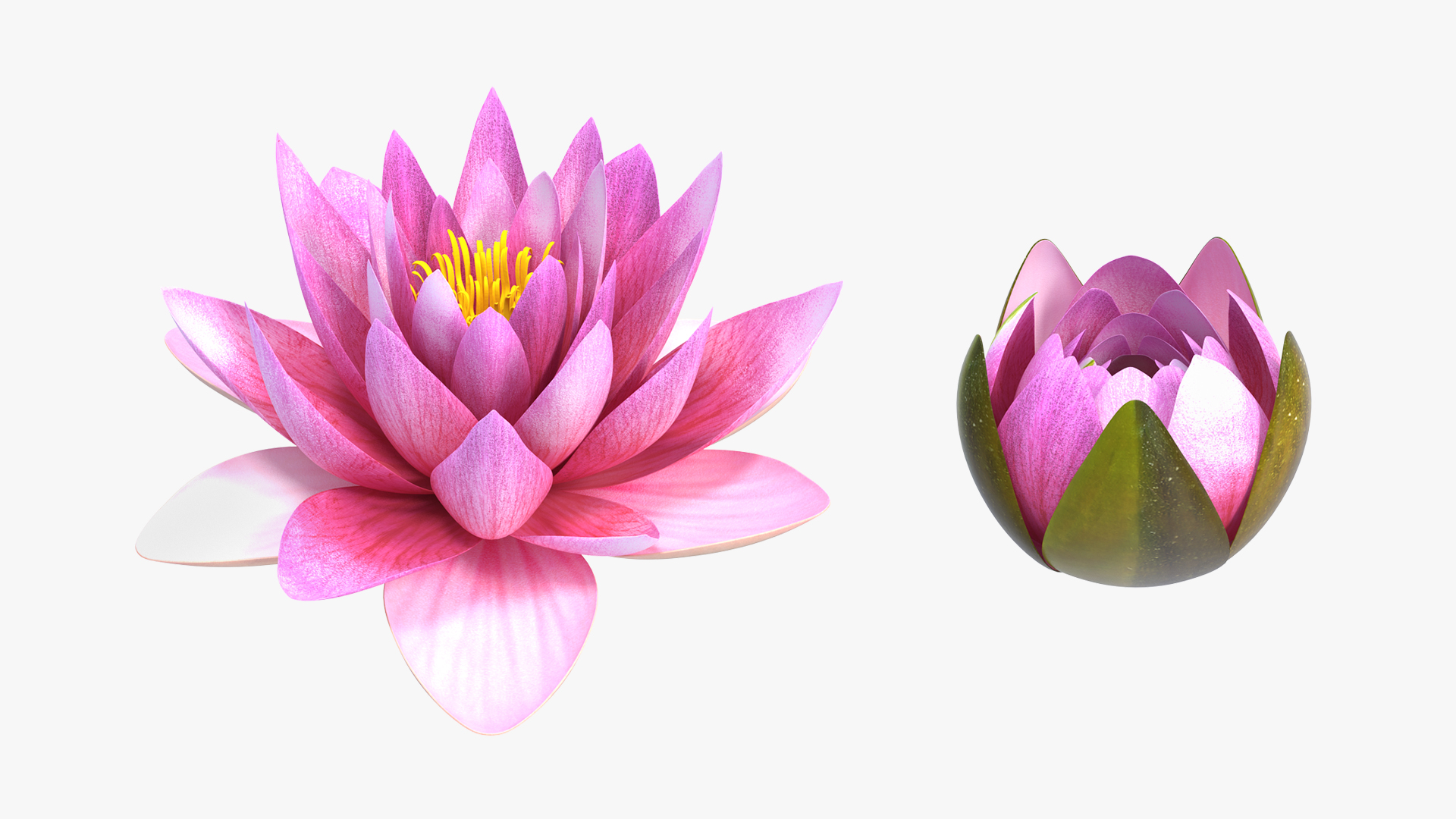 Nymphaea Siam Purple Set 3D model