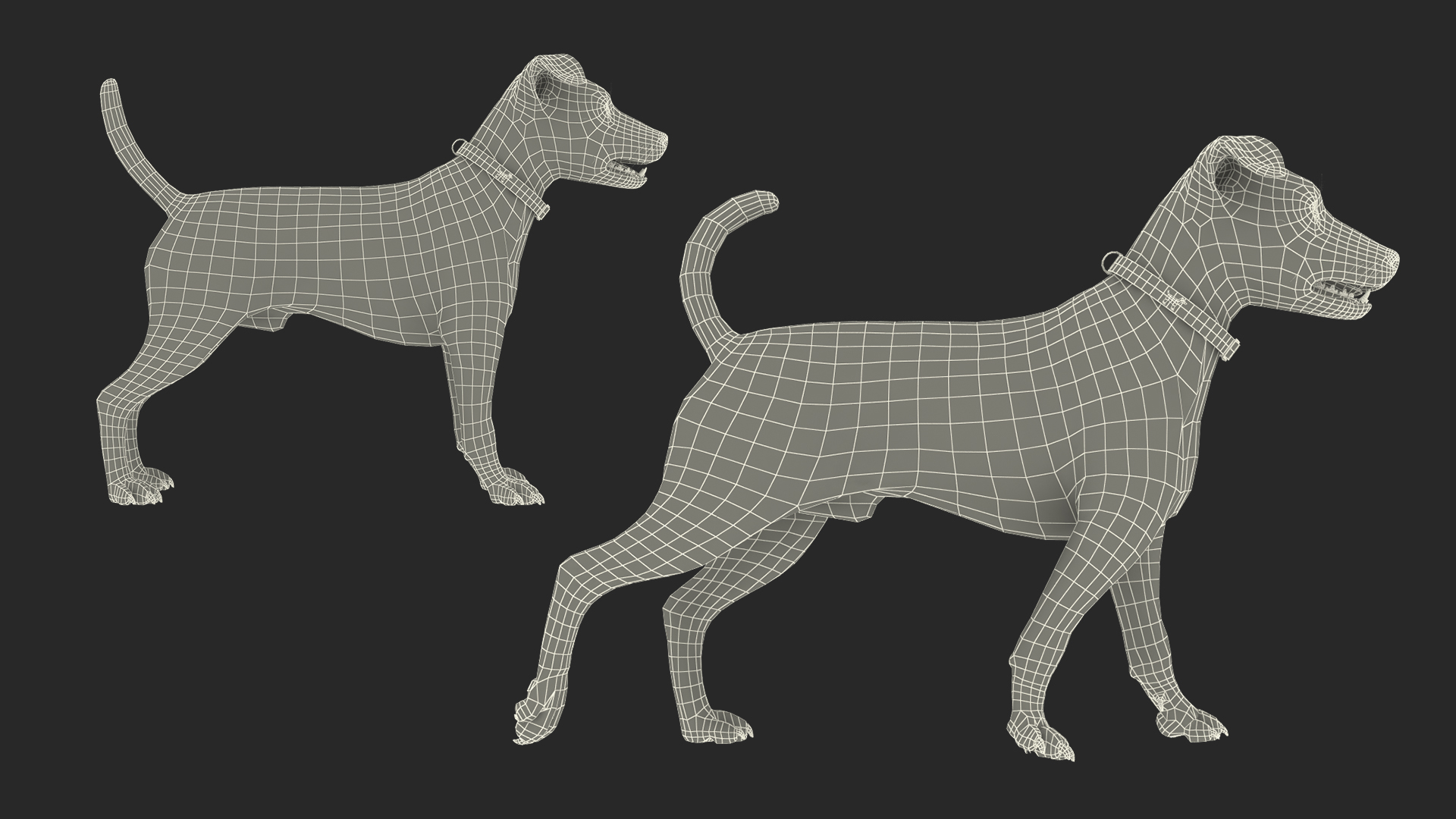 3D Jack Russell Terrier White Rigged model