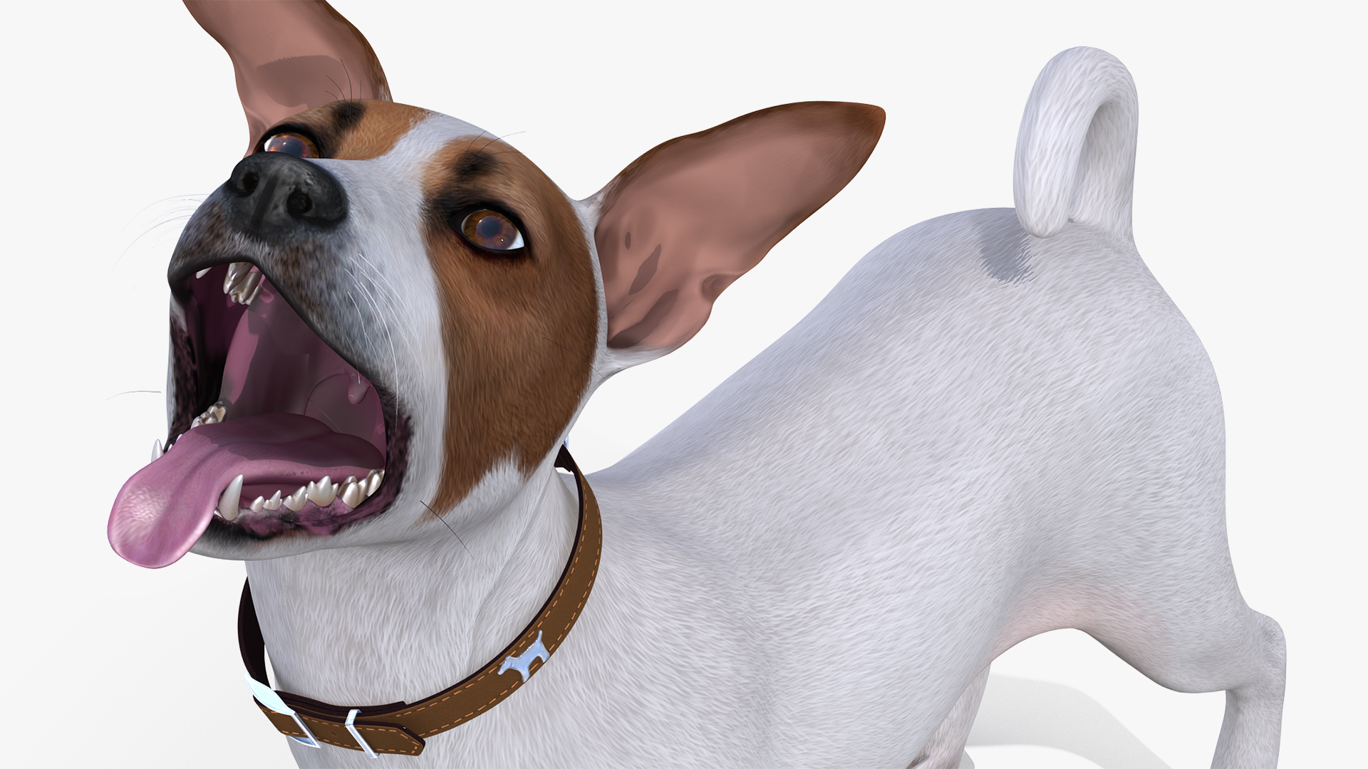 3D Jack Russell Terrier White Rigged model