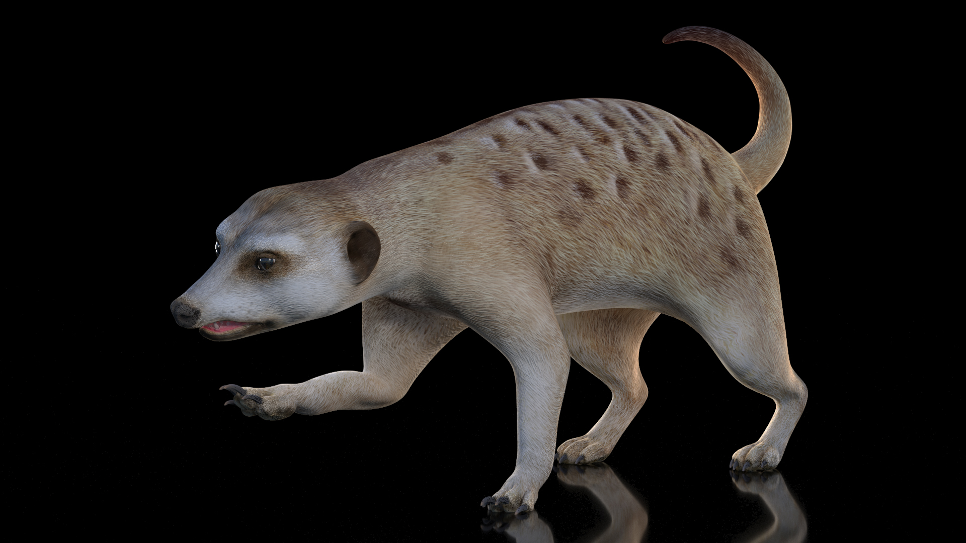 3D Meerkat Rigged for Modo model