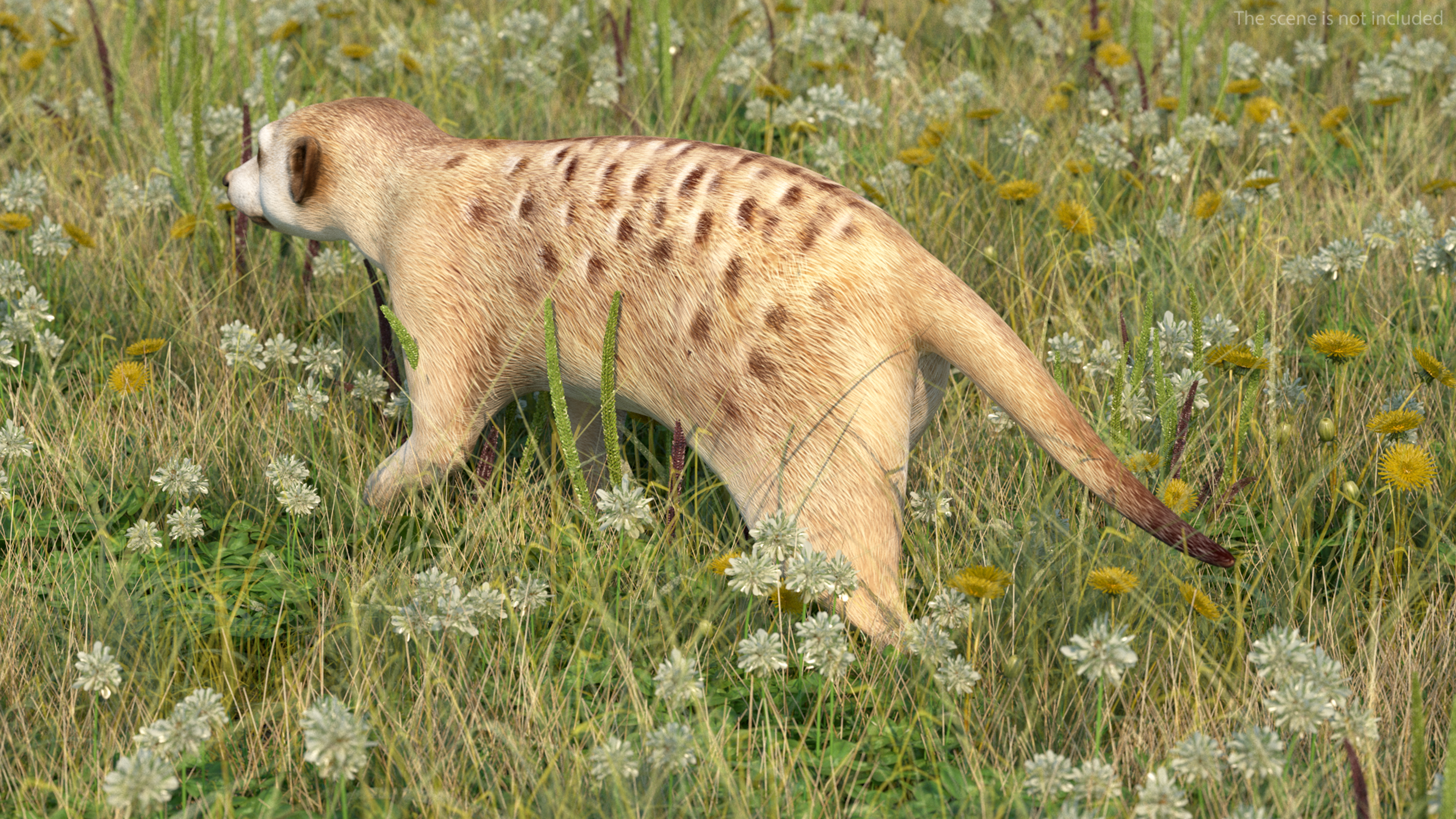 3D Meerkat Rigged for Modo model