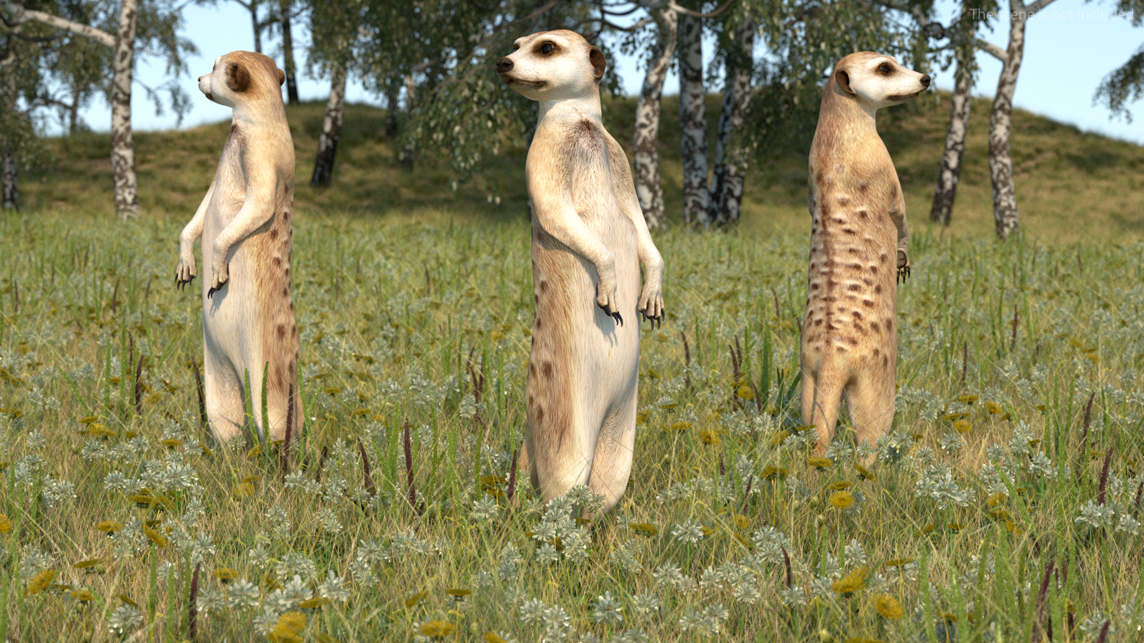 3D Meerkat Rigged for Modo model