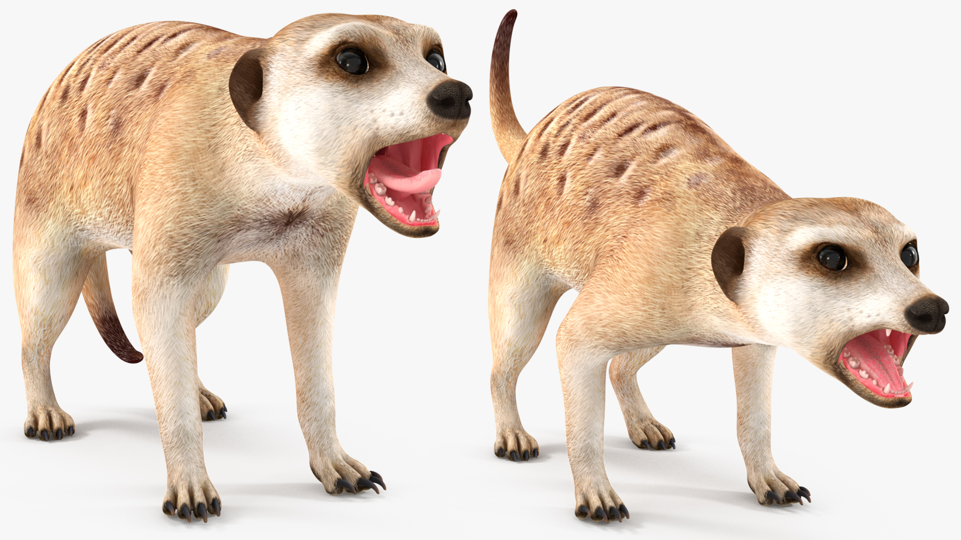 3D Meerkat Rigged for Modo model