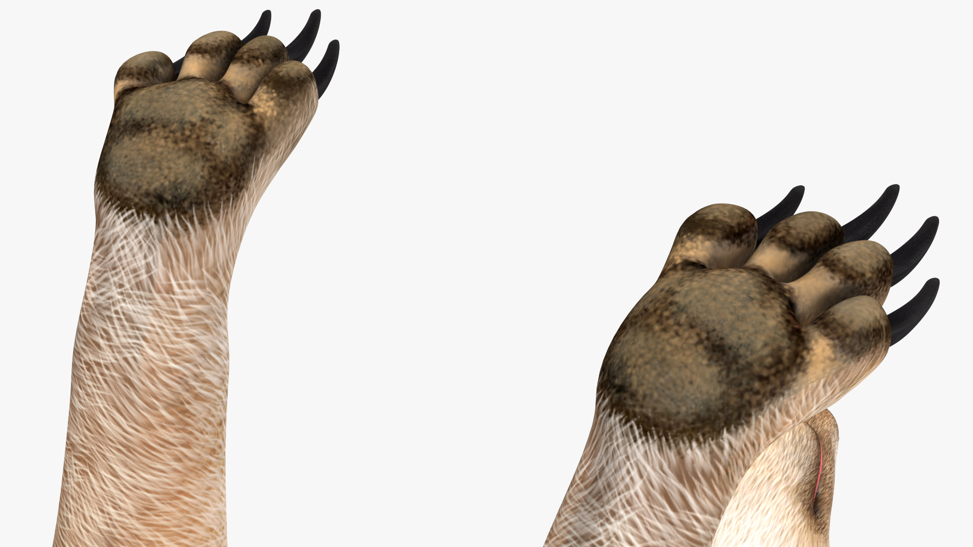 3D Meerkat Rigged for Modo model