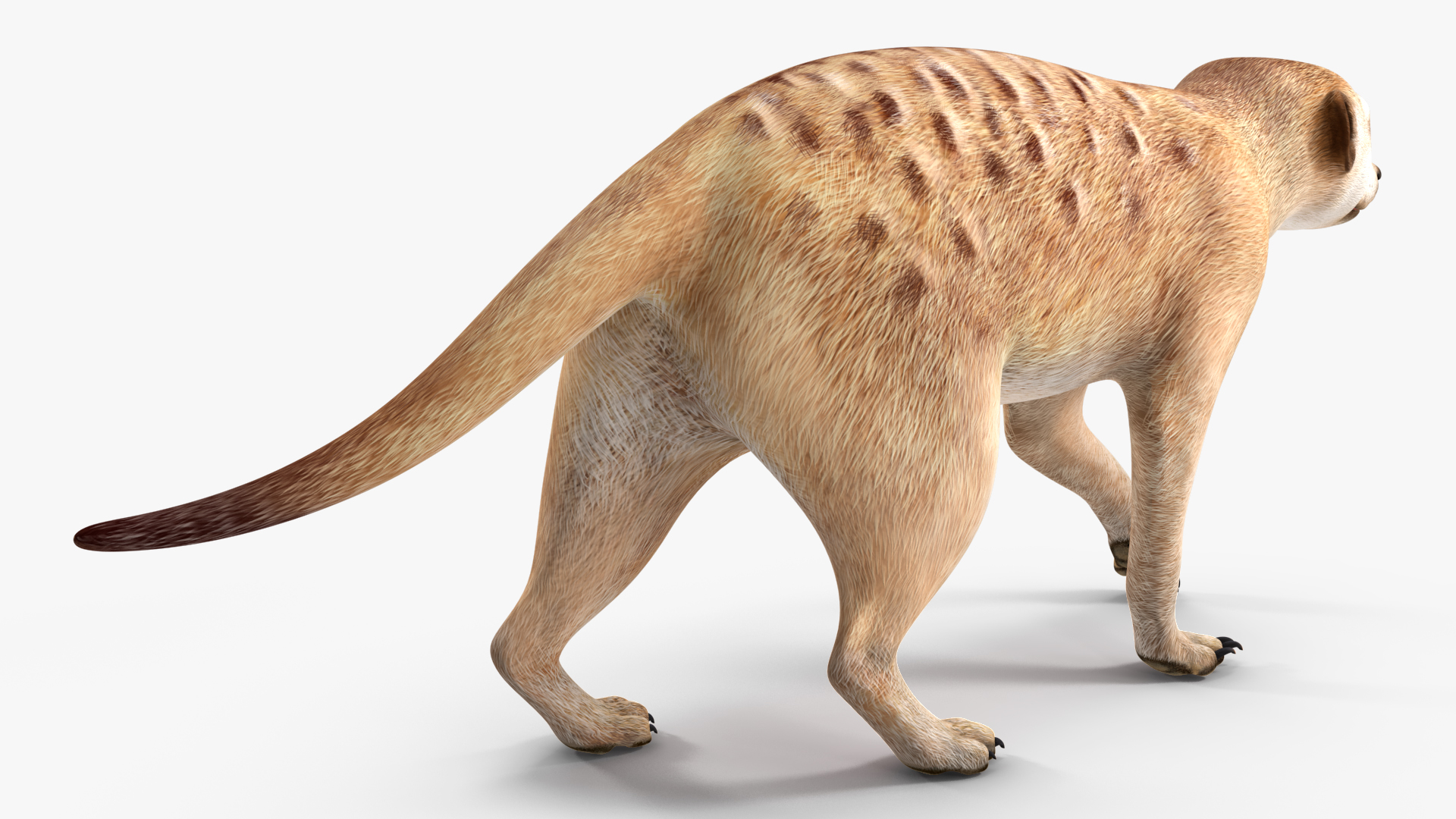 3D Meerkat Rigged for Modo model
