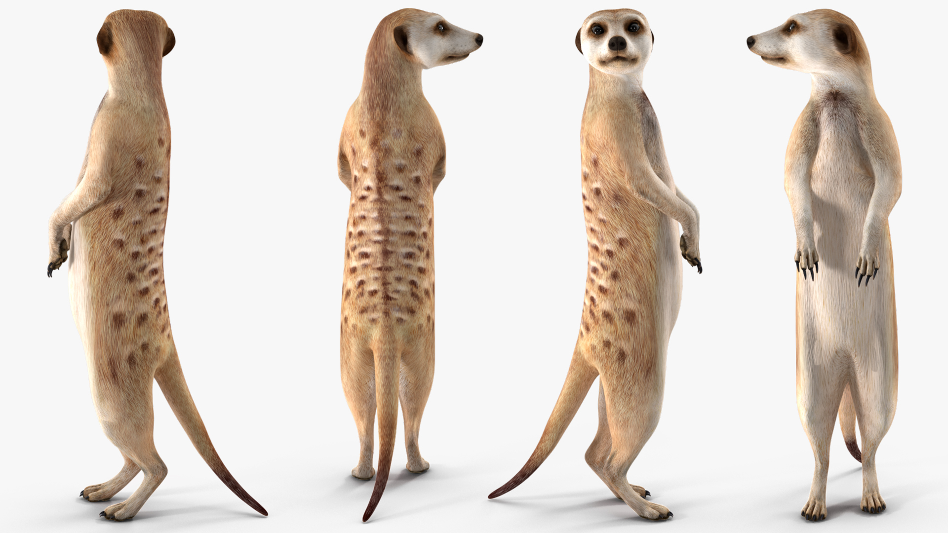 3D Meerkat Rigged for Modo model