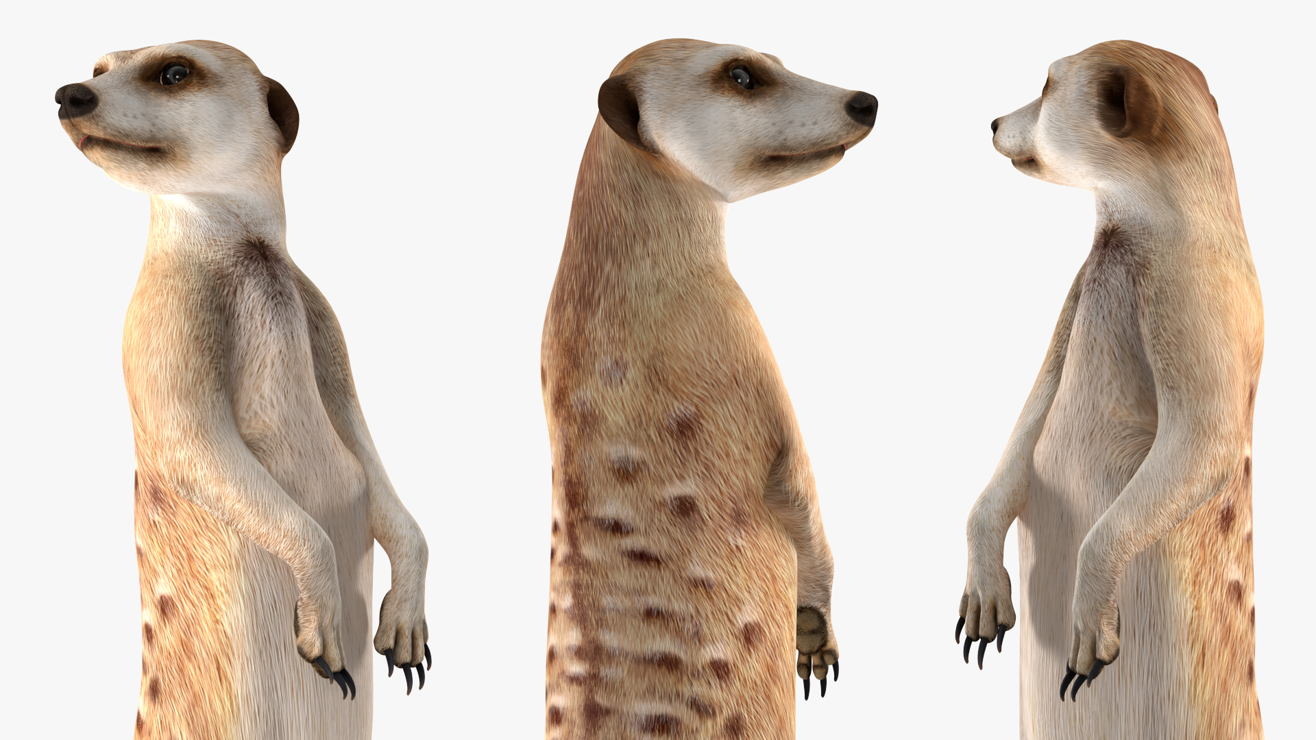 3D Meerkat Rigged for Modo model