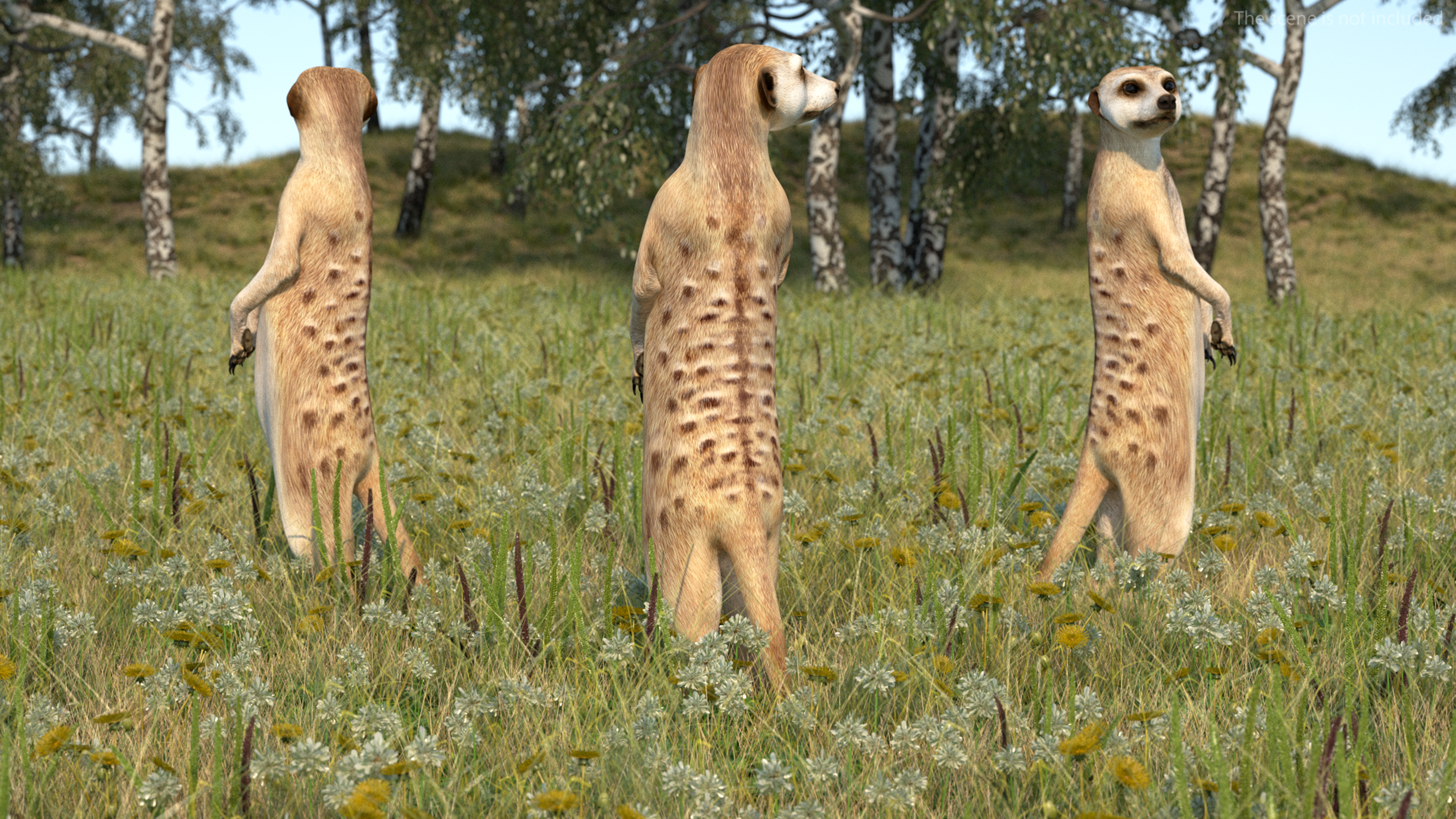 3D Meerkat Rigged for Modo model