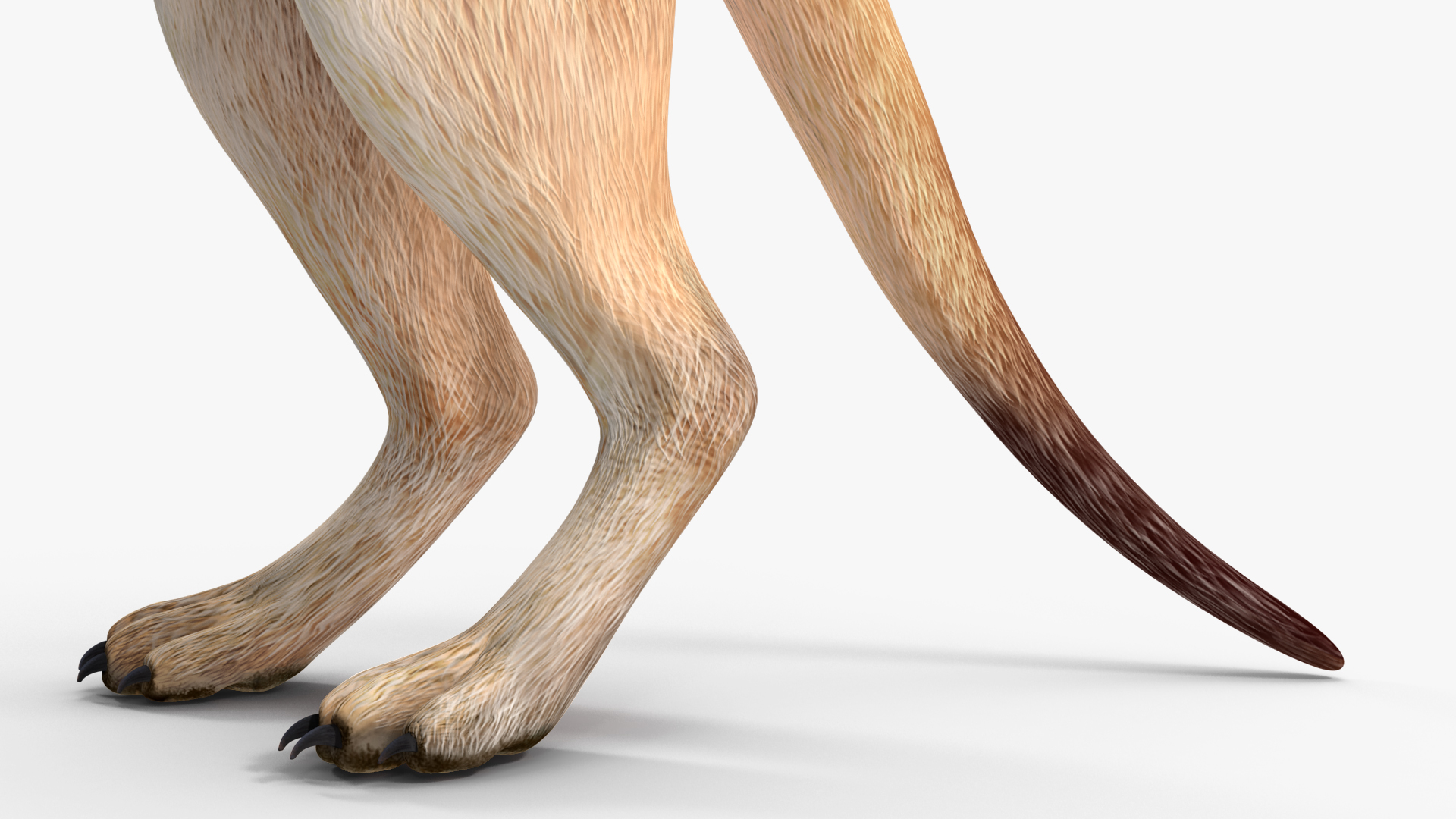 3D Meerkat Rigged for Modo model