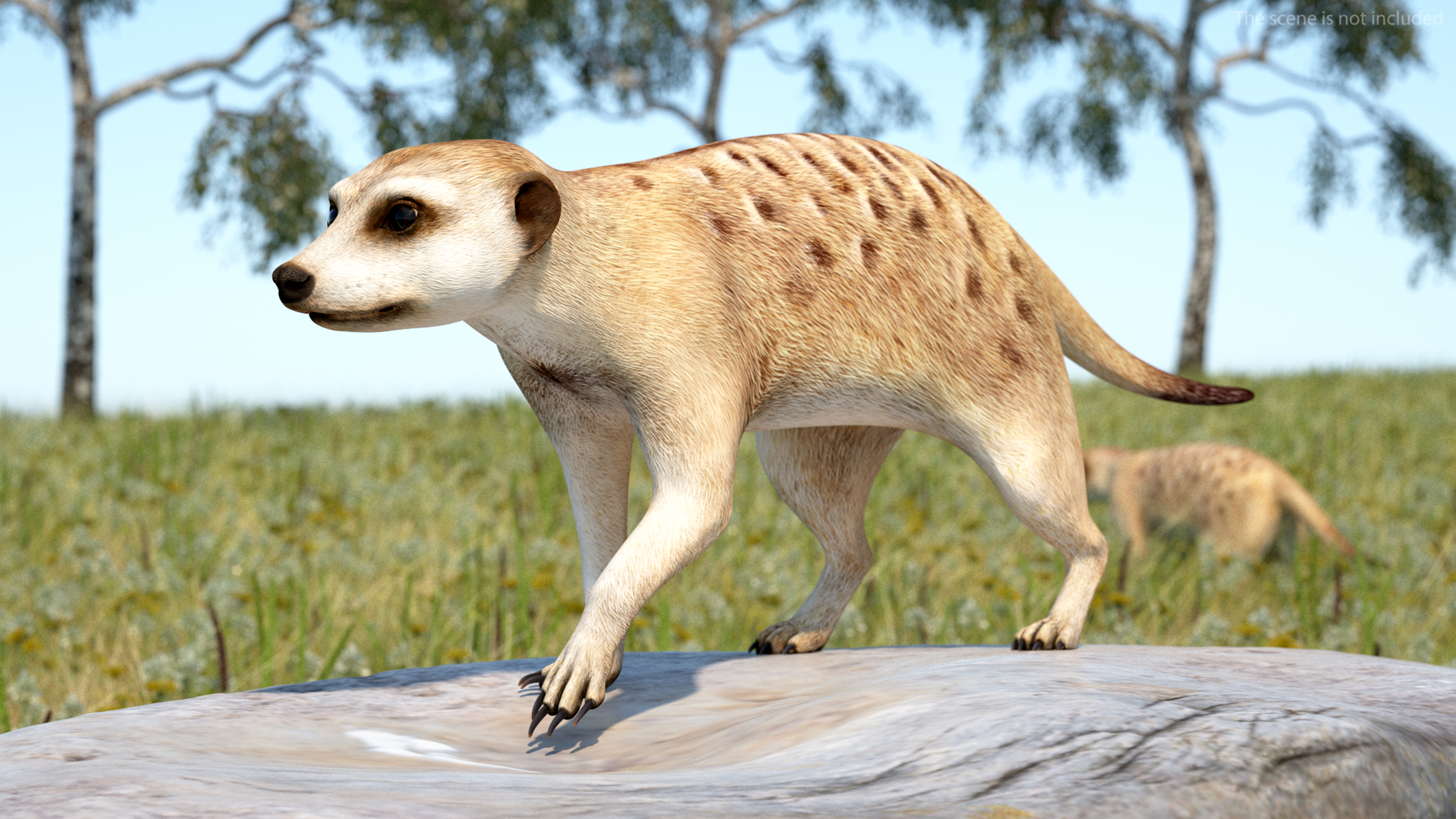 3D Meerkat Rigged for Modo model