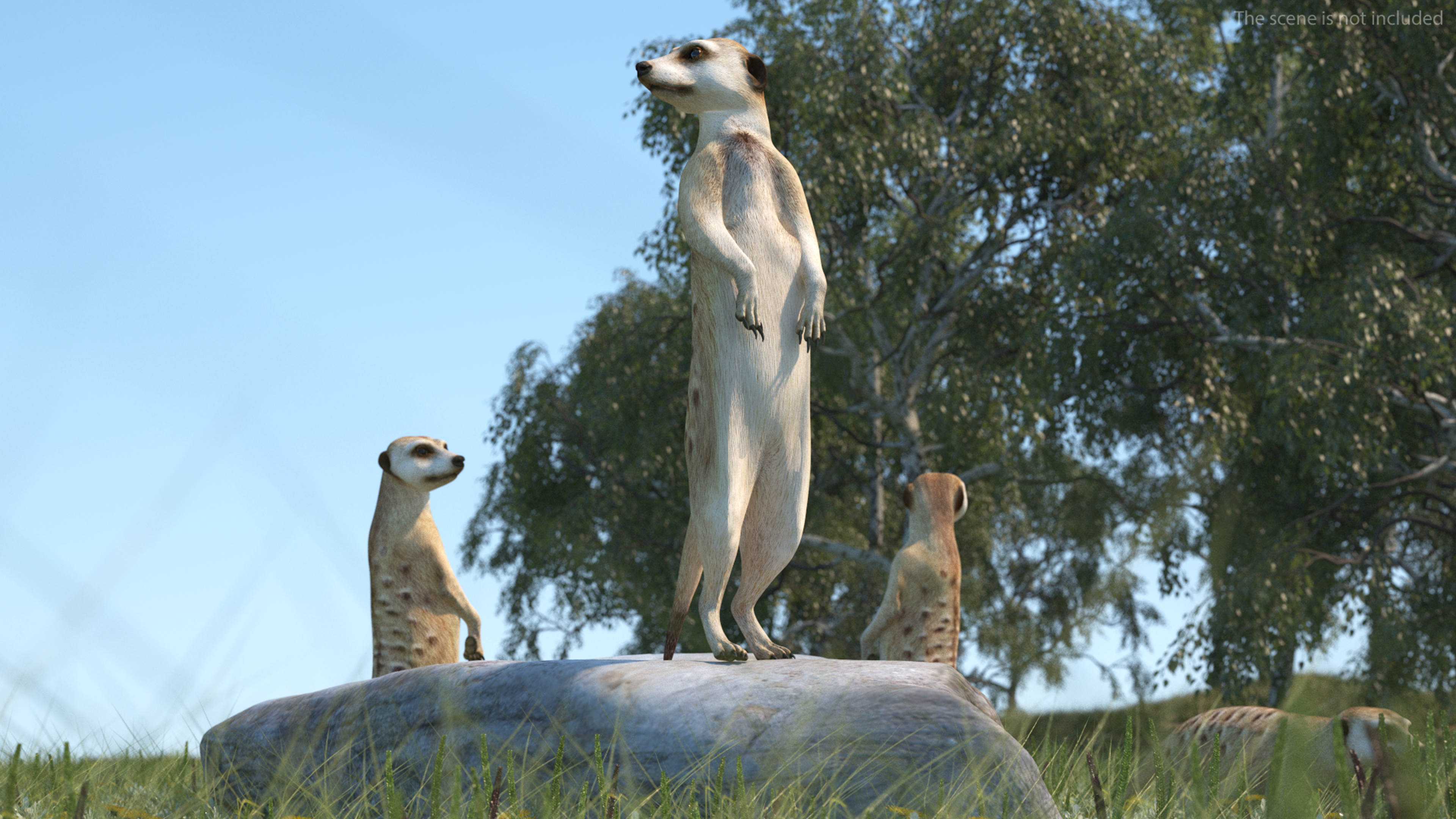 3D Meerkat Rigged for Modo model