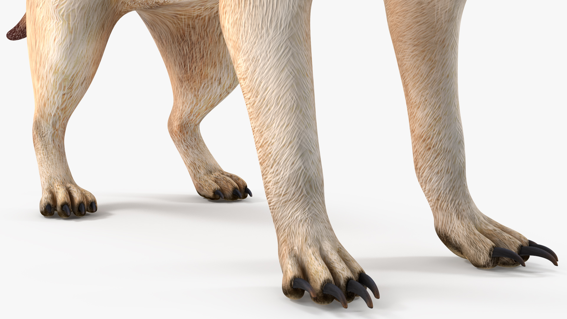 3D Meerkat Rigged for Modo model
