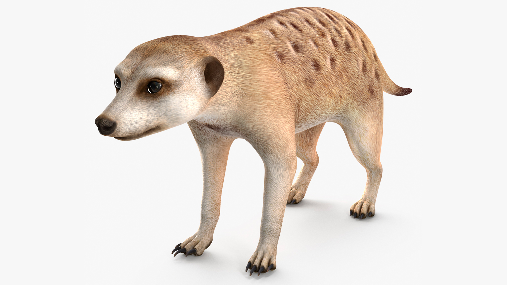 3D Meerkat Rigged for Modo model