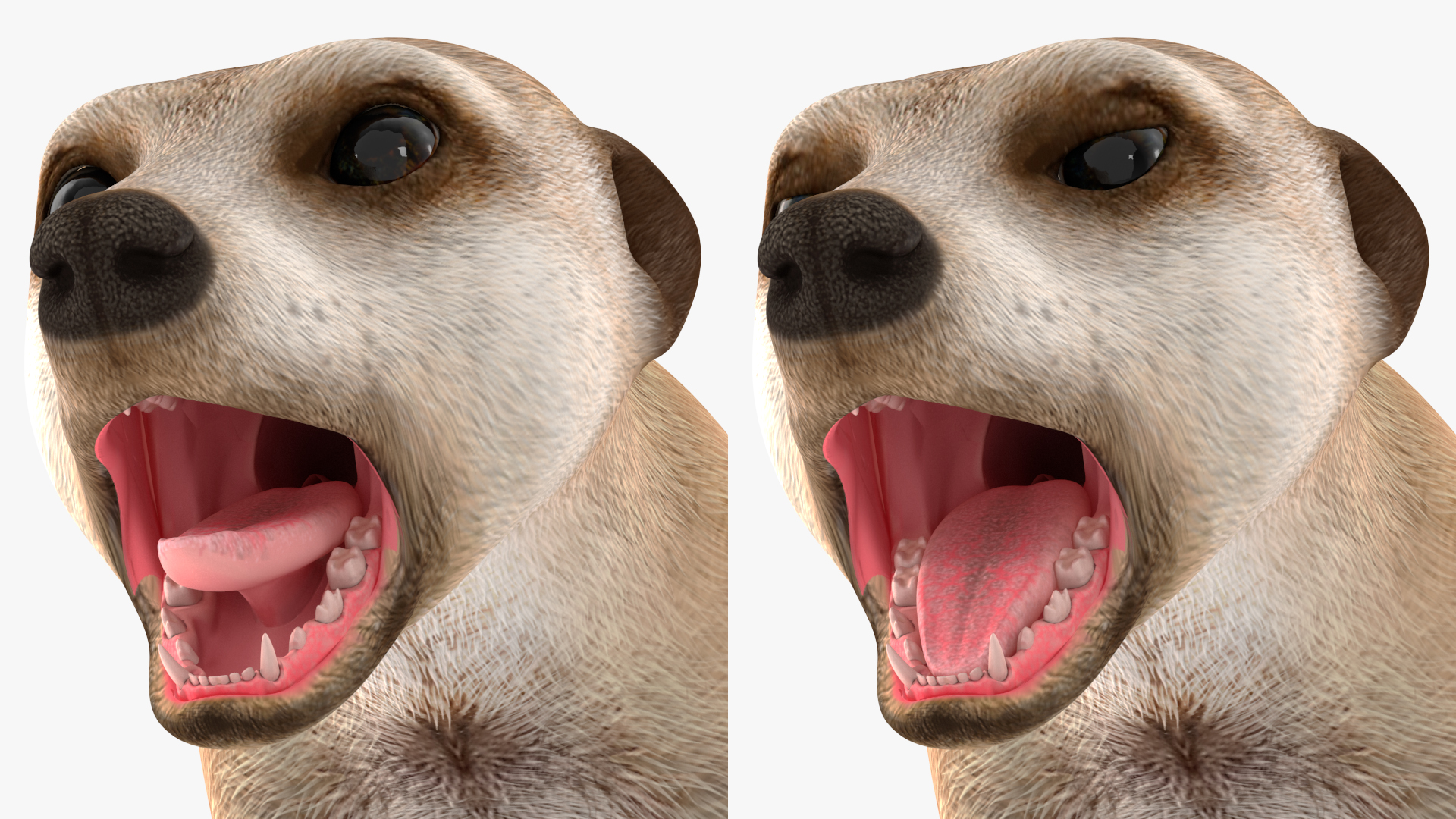 3D Meerkat Rigged for Modo model
