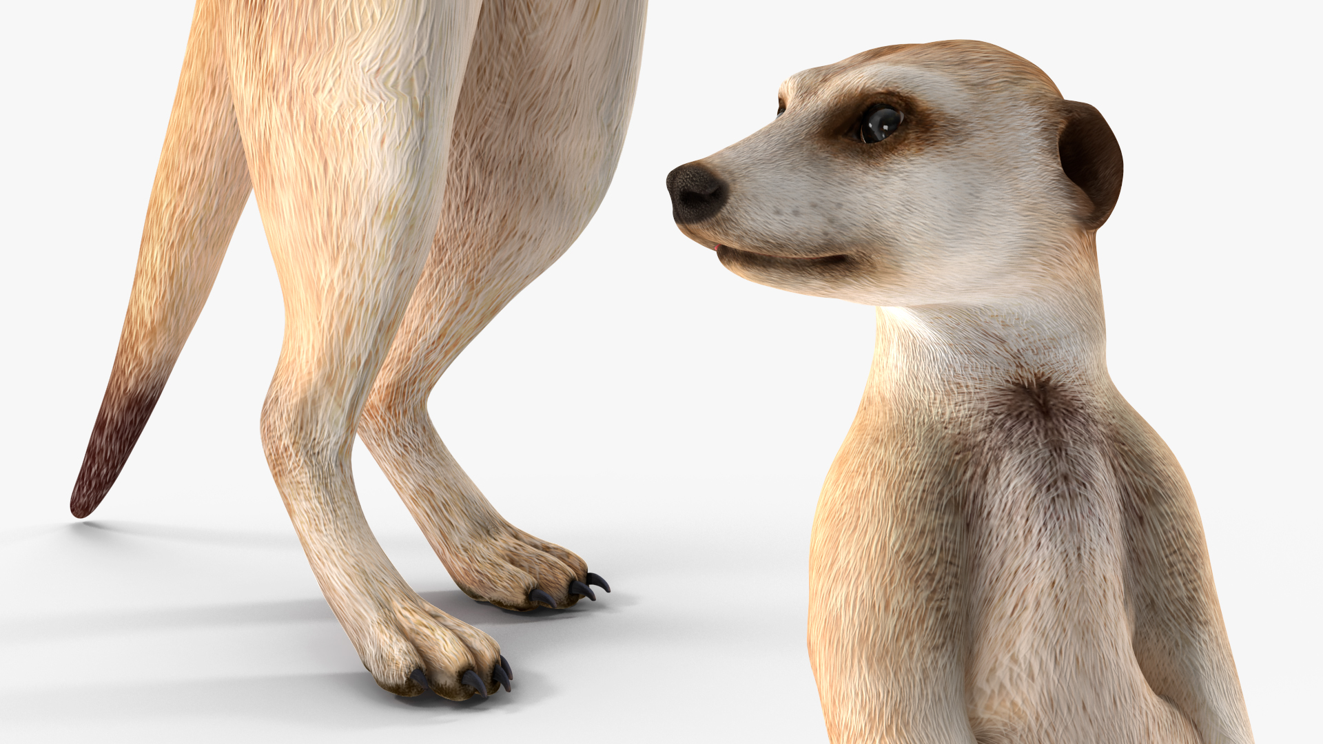 3D Meerkat Rigged for Modo model